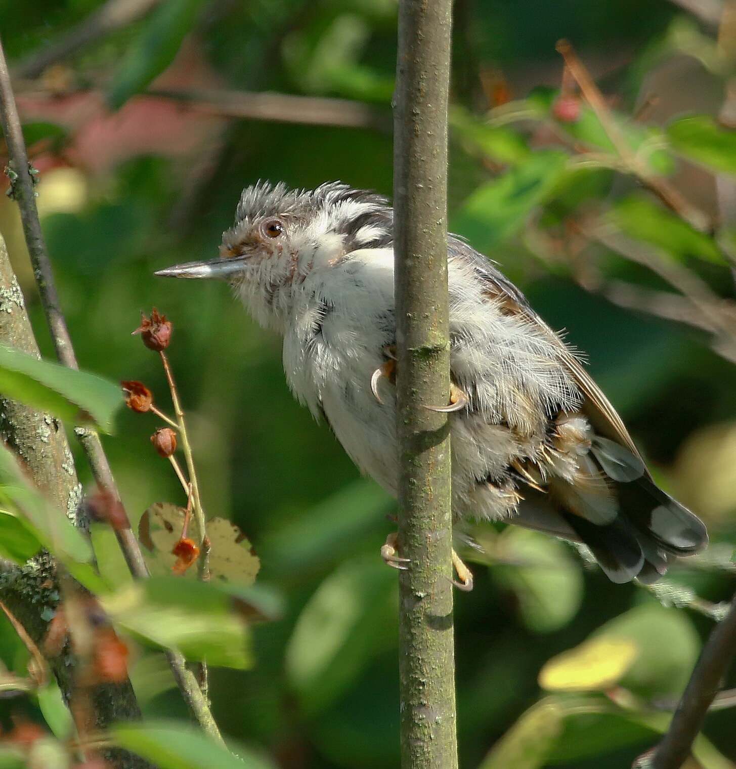 молодой растрёпа...