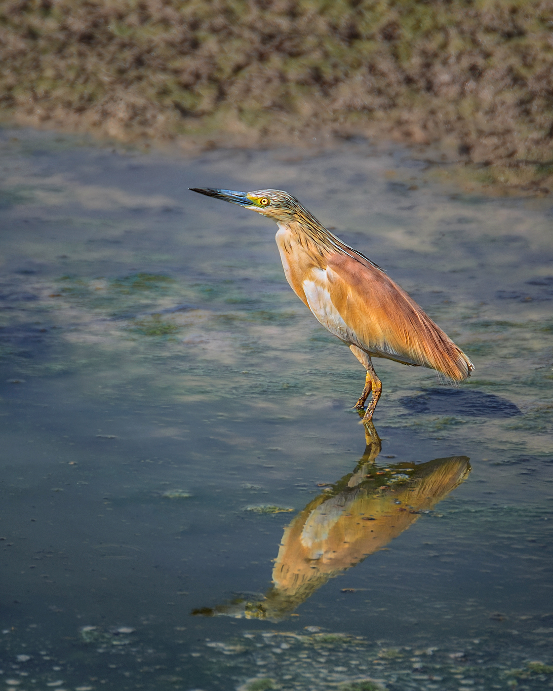 Желтая цапля