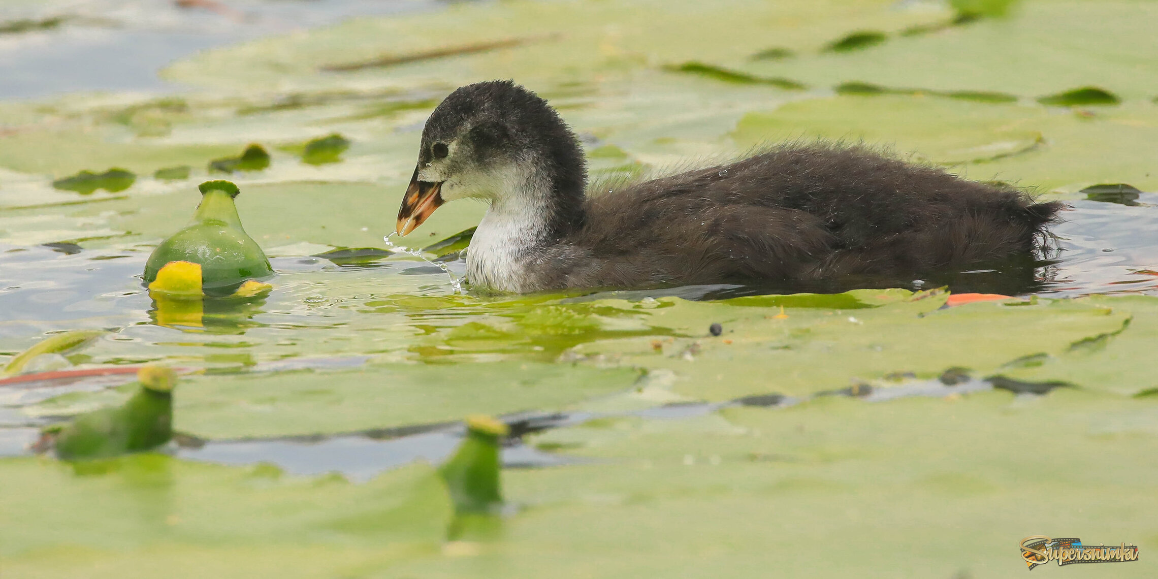 Птенец и кувшинка