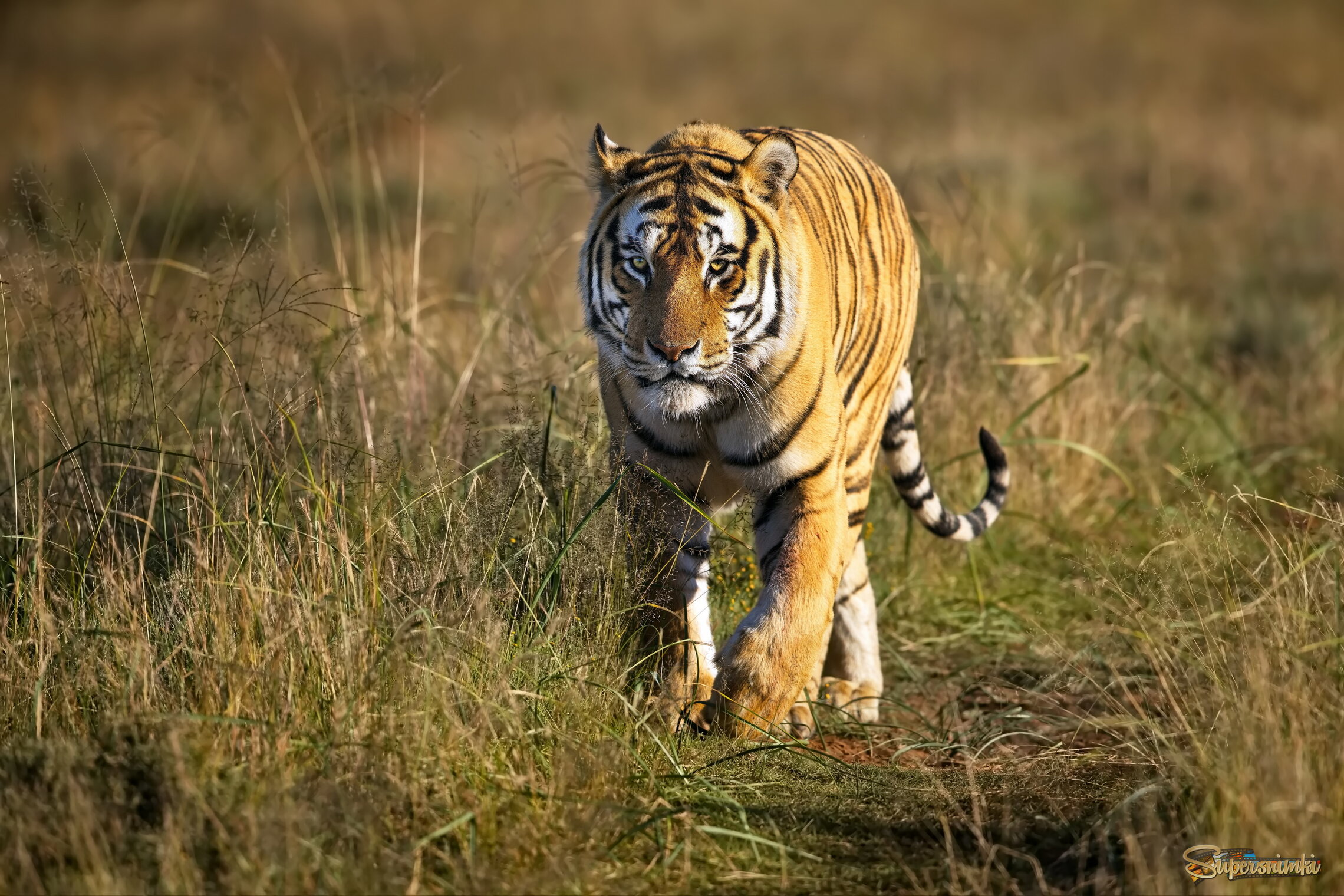 Главный по району