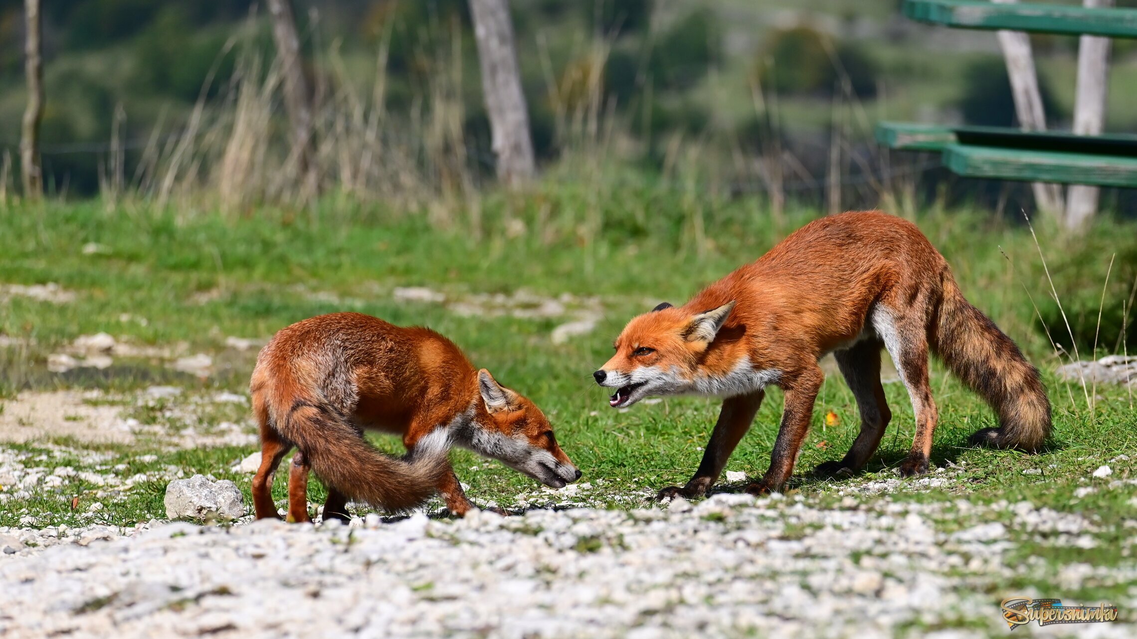 Лесные красавицы 