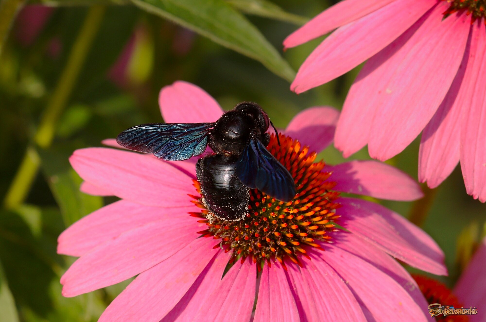 Плотник на обеде