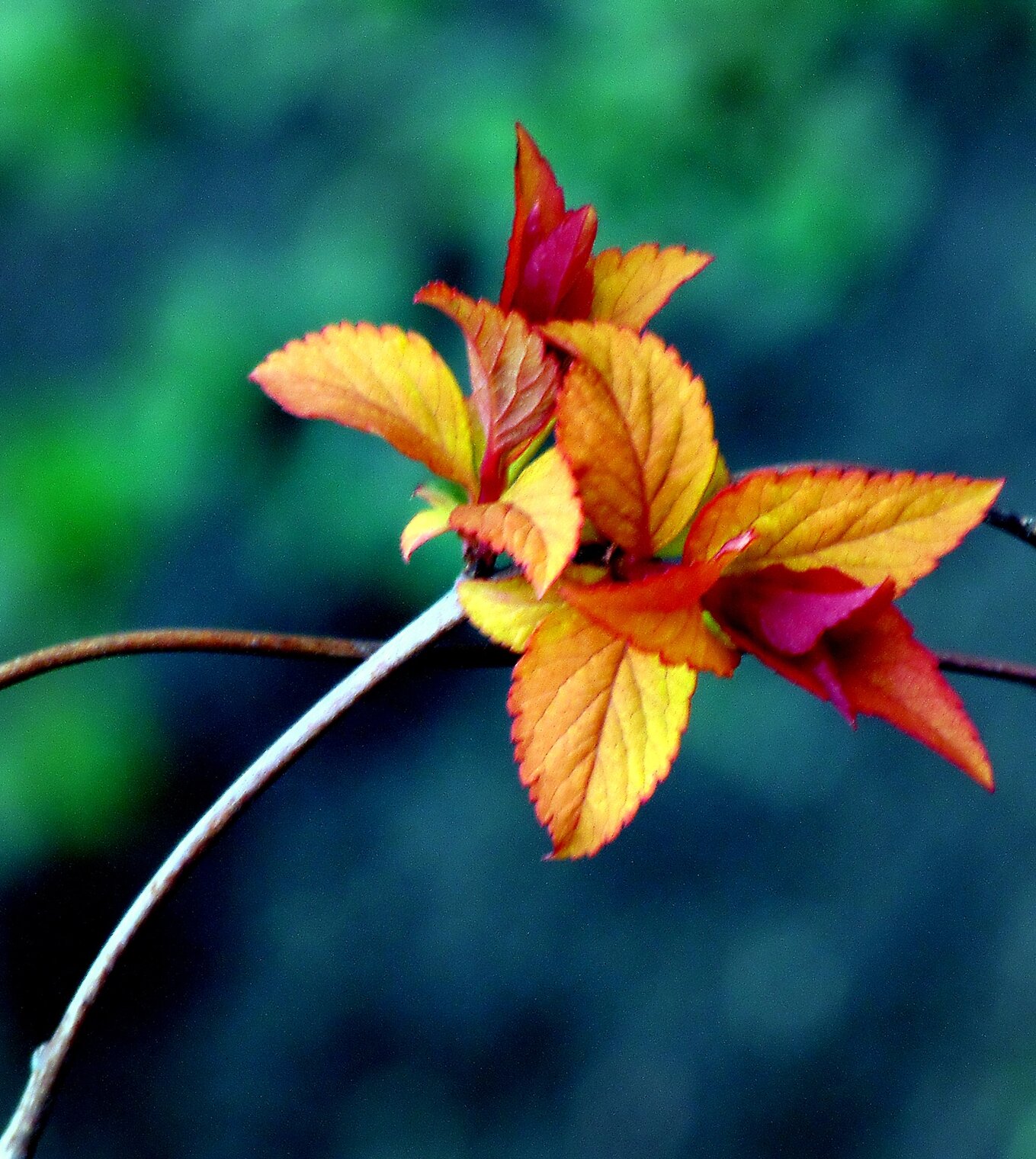 Серия "Такая весна"