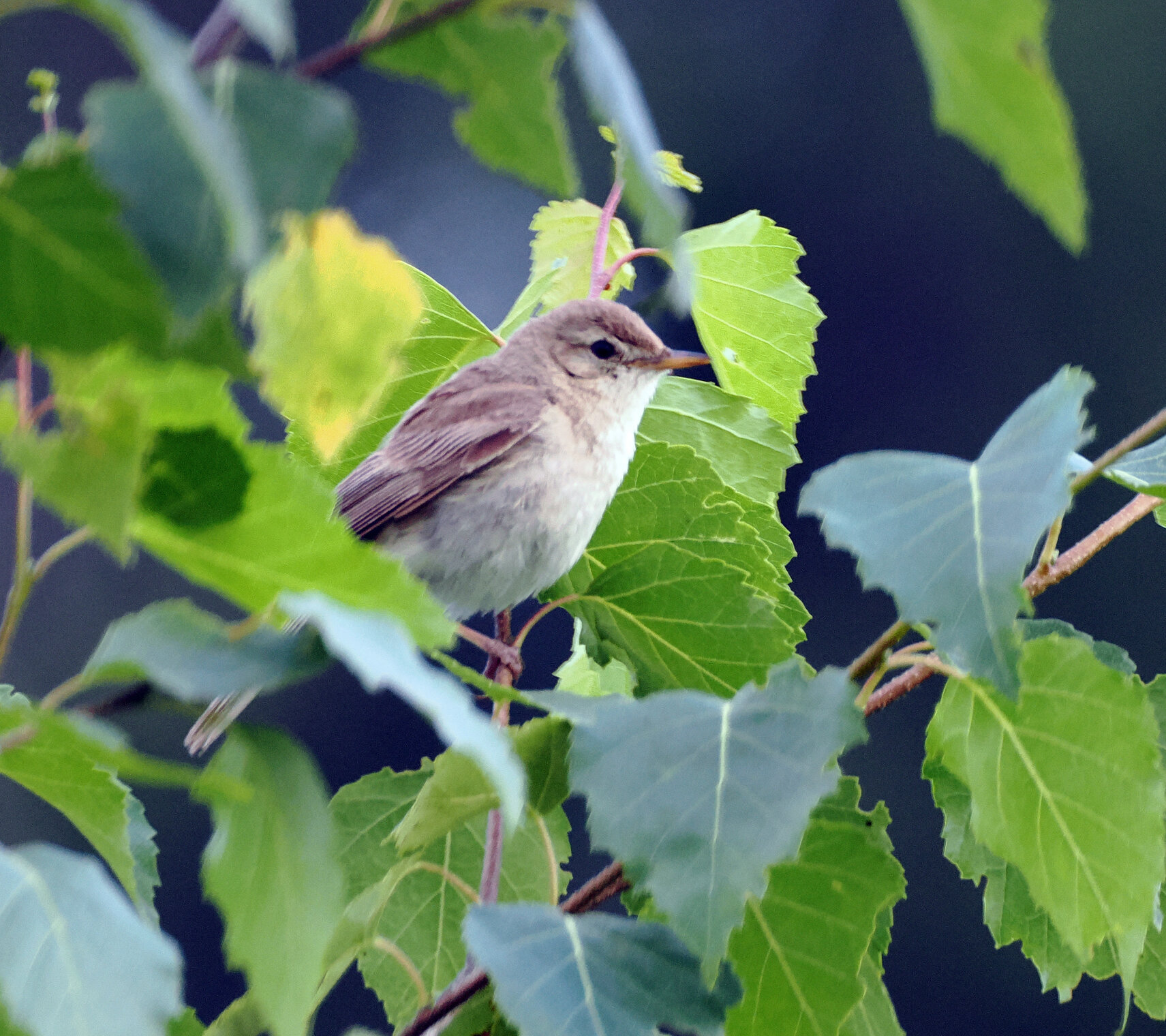 Северная бормотушка.