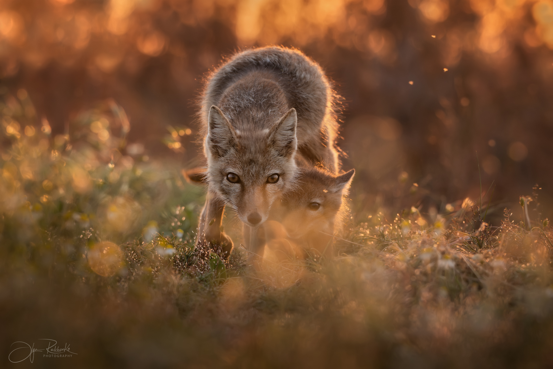 Пока не растаял свет