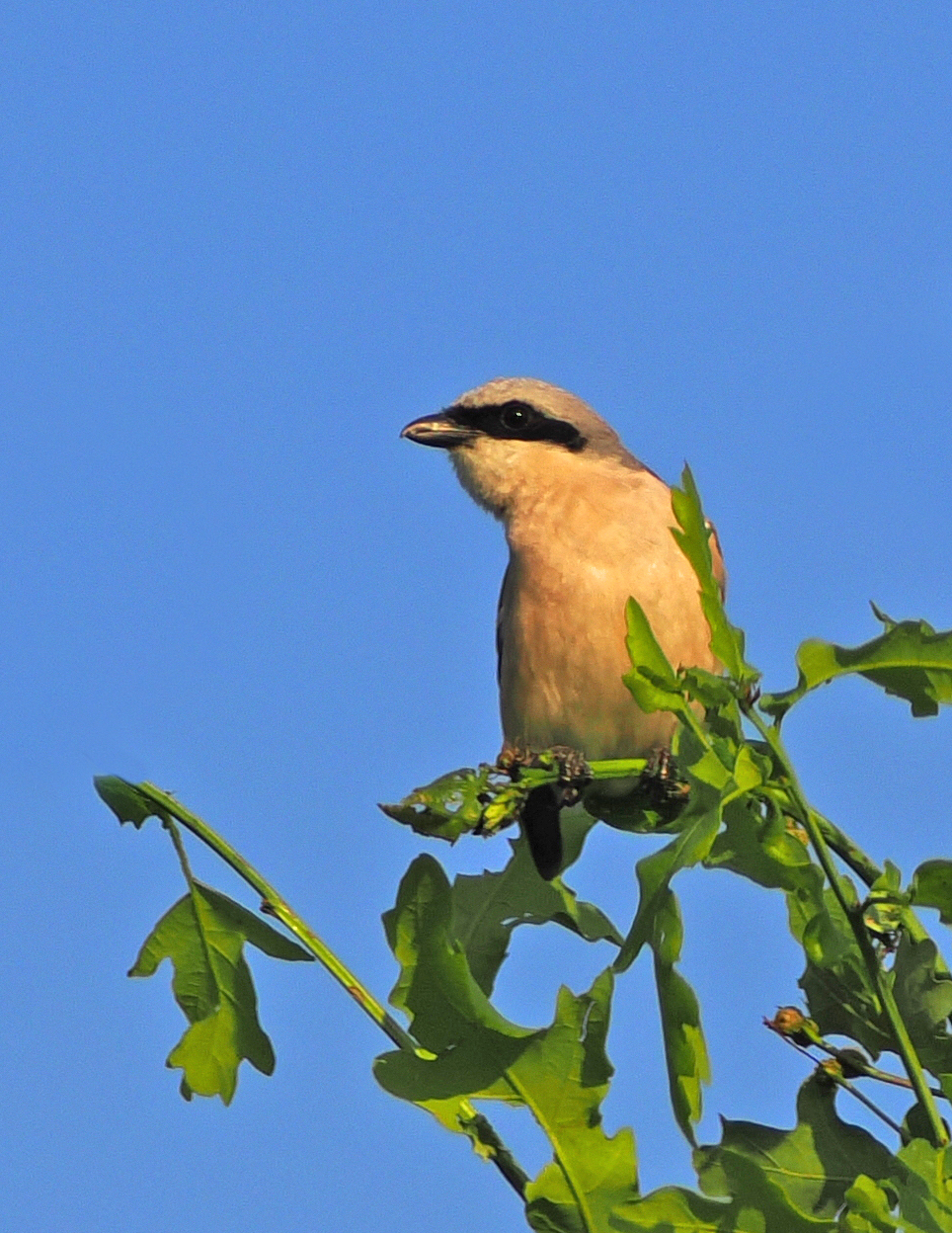 Обыкновенный жулан, самец.