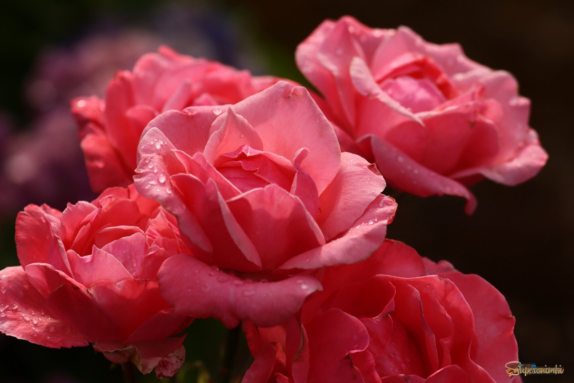 Утренние розы