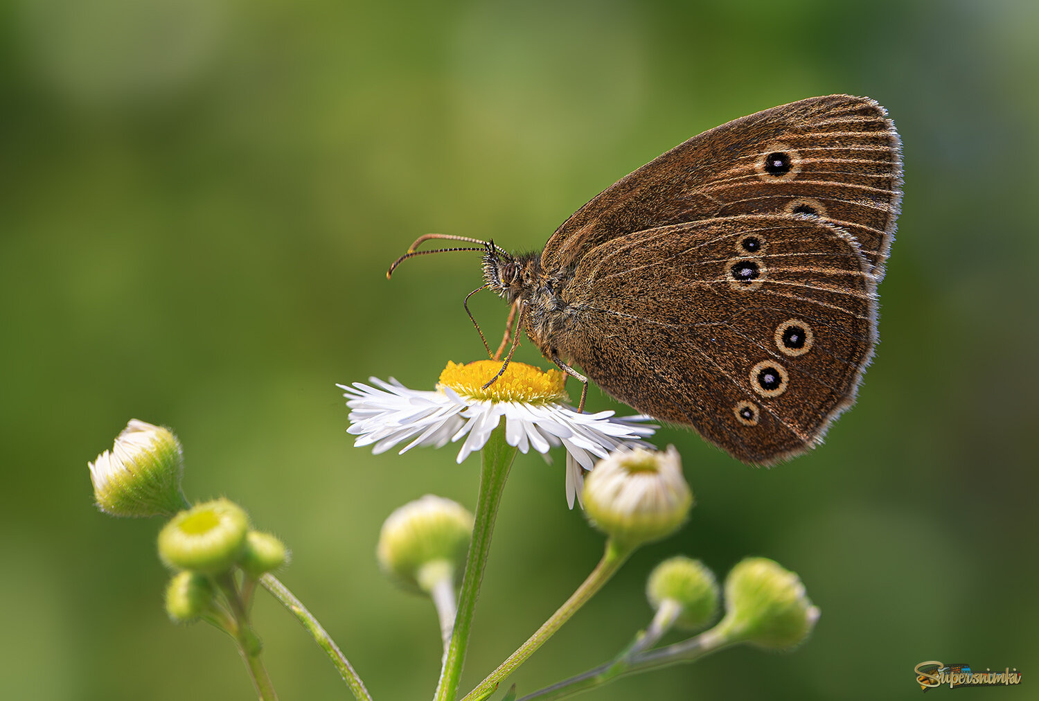 Летний сюжет