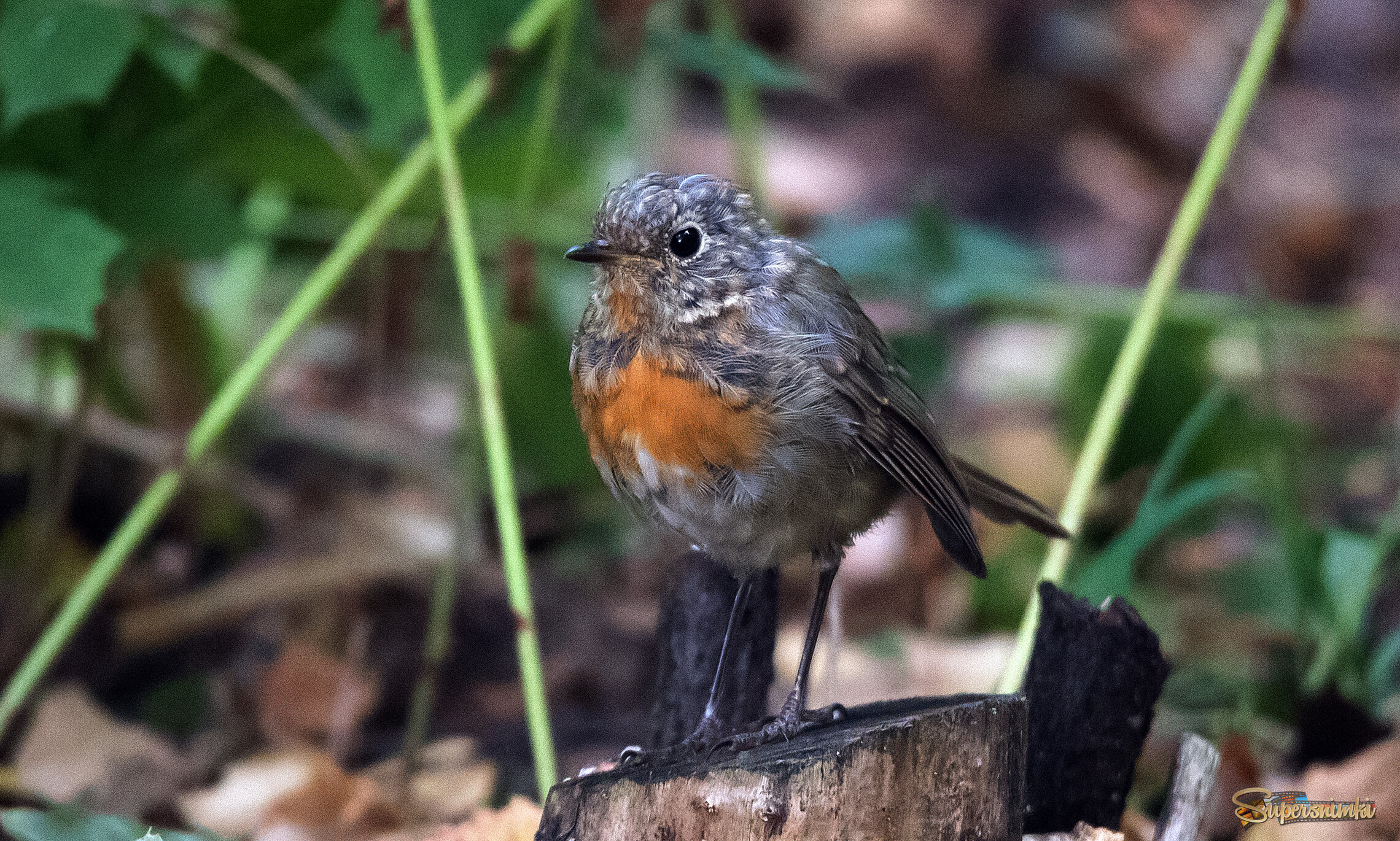 Молодая зарянка.