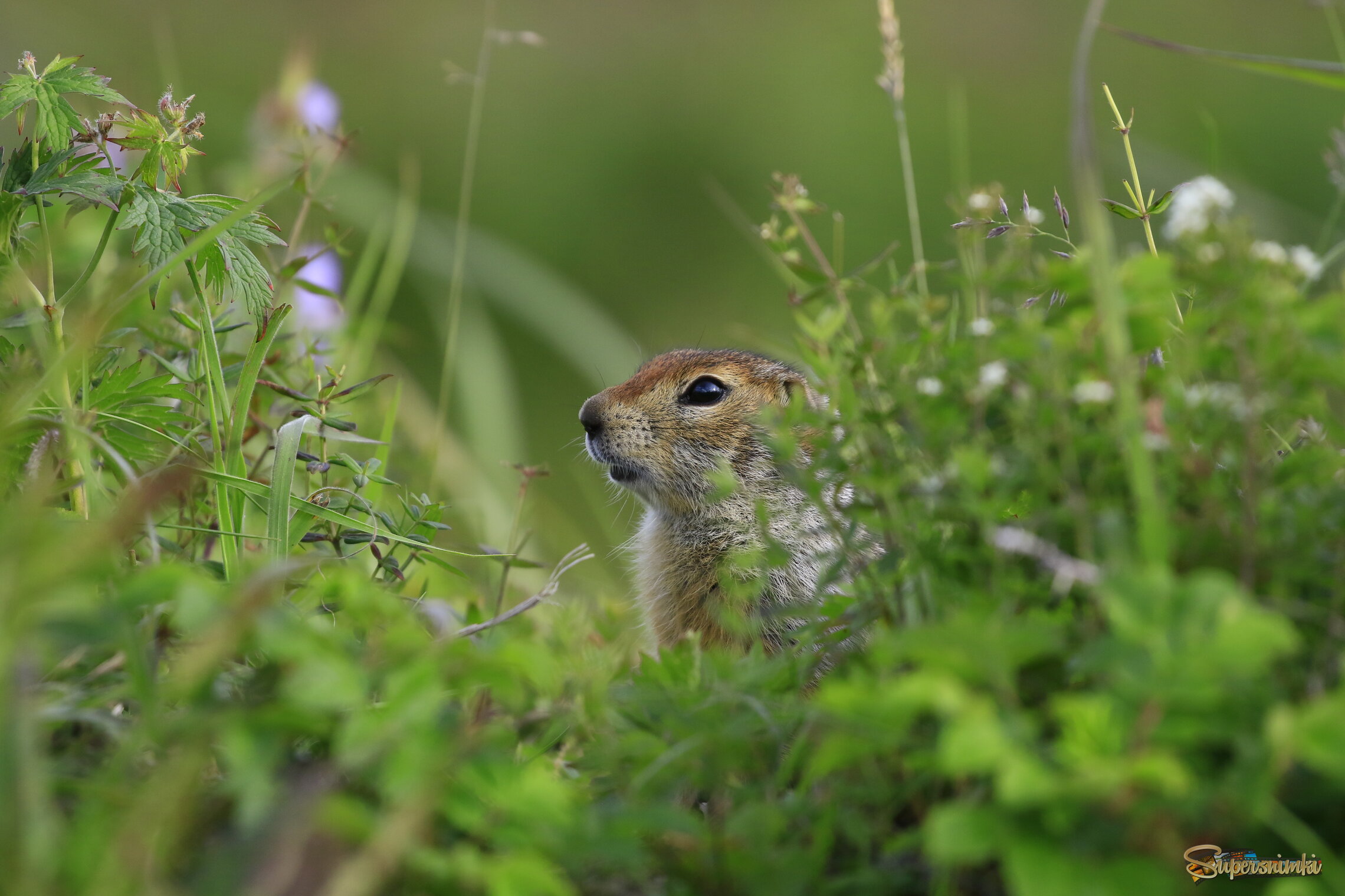 спрятался))
