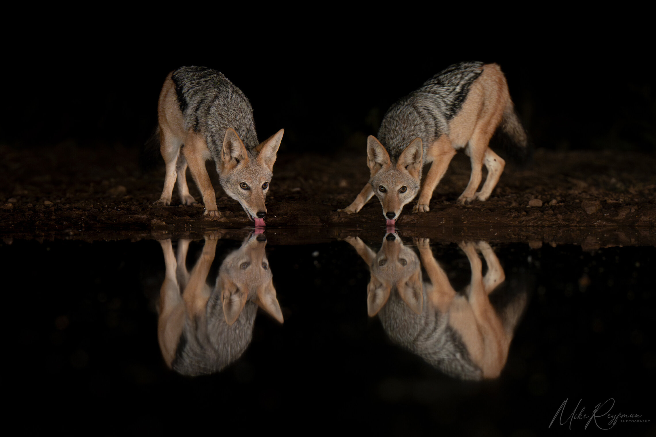 Hyenas and Black-backed jackals