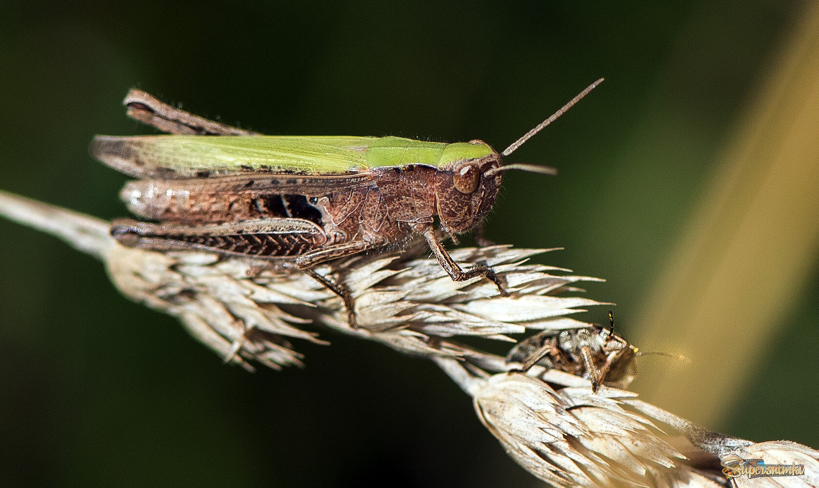 Кобылка и клоп.
