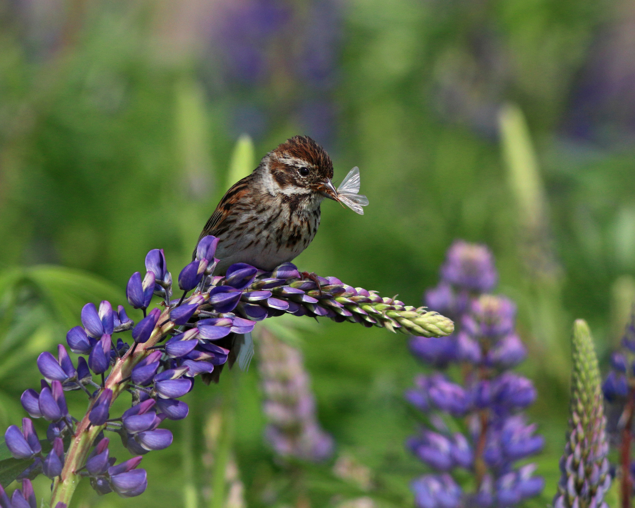 Камышовая овсянка на люпине