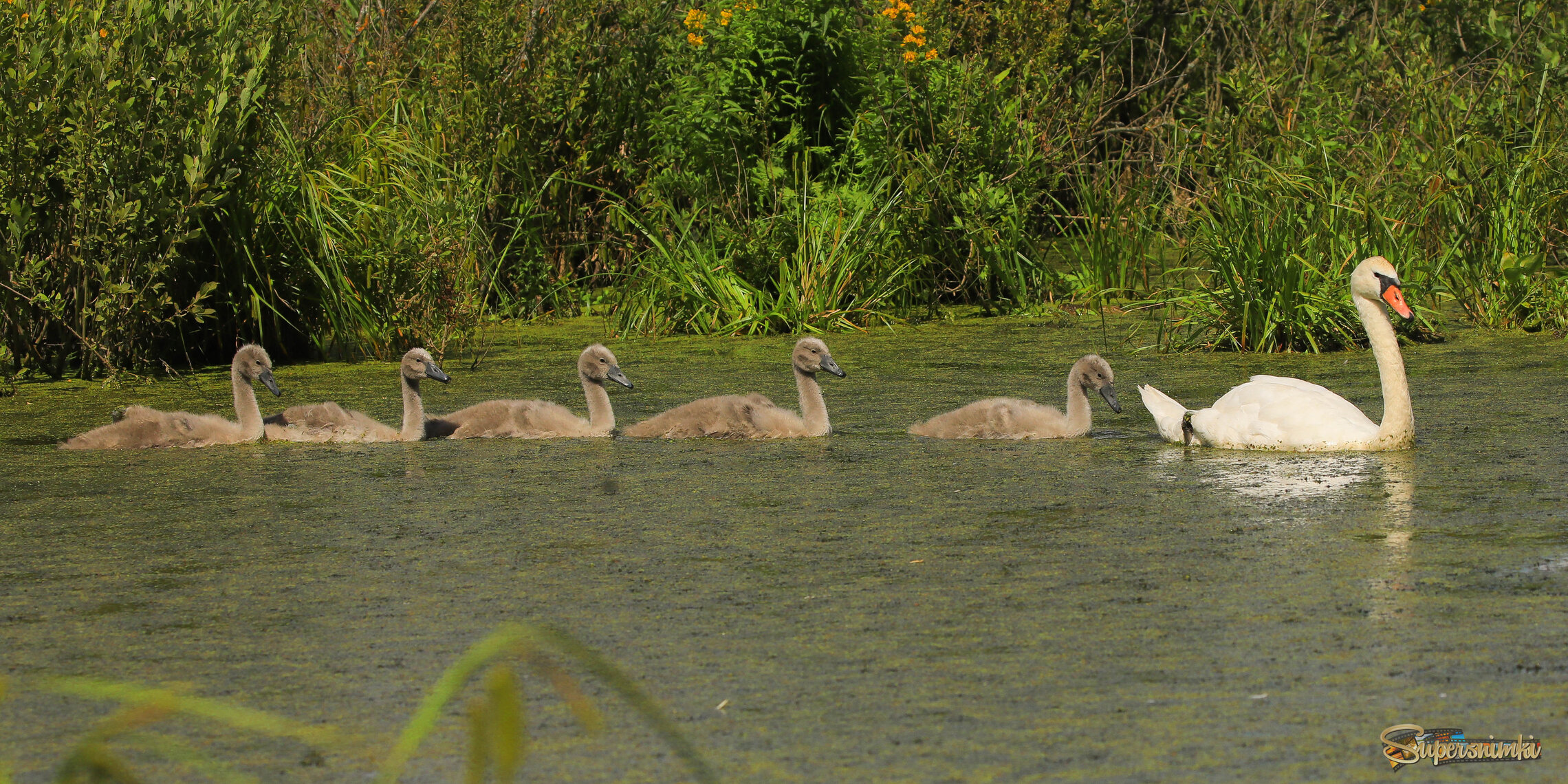 Семья на марше