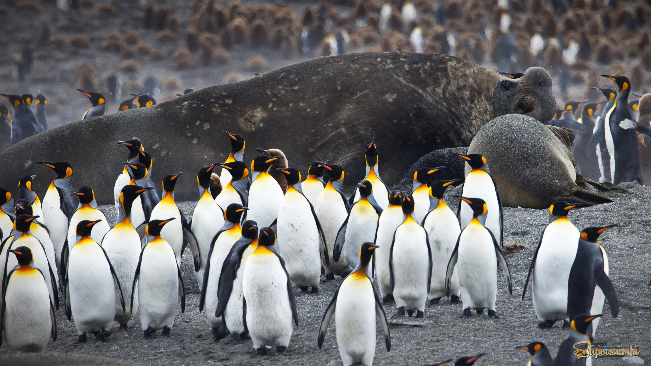 Свои среди своих