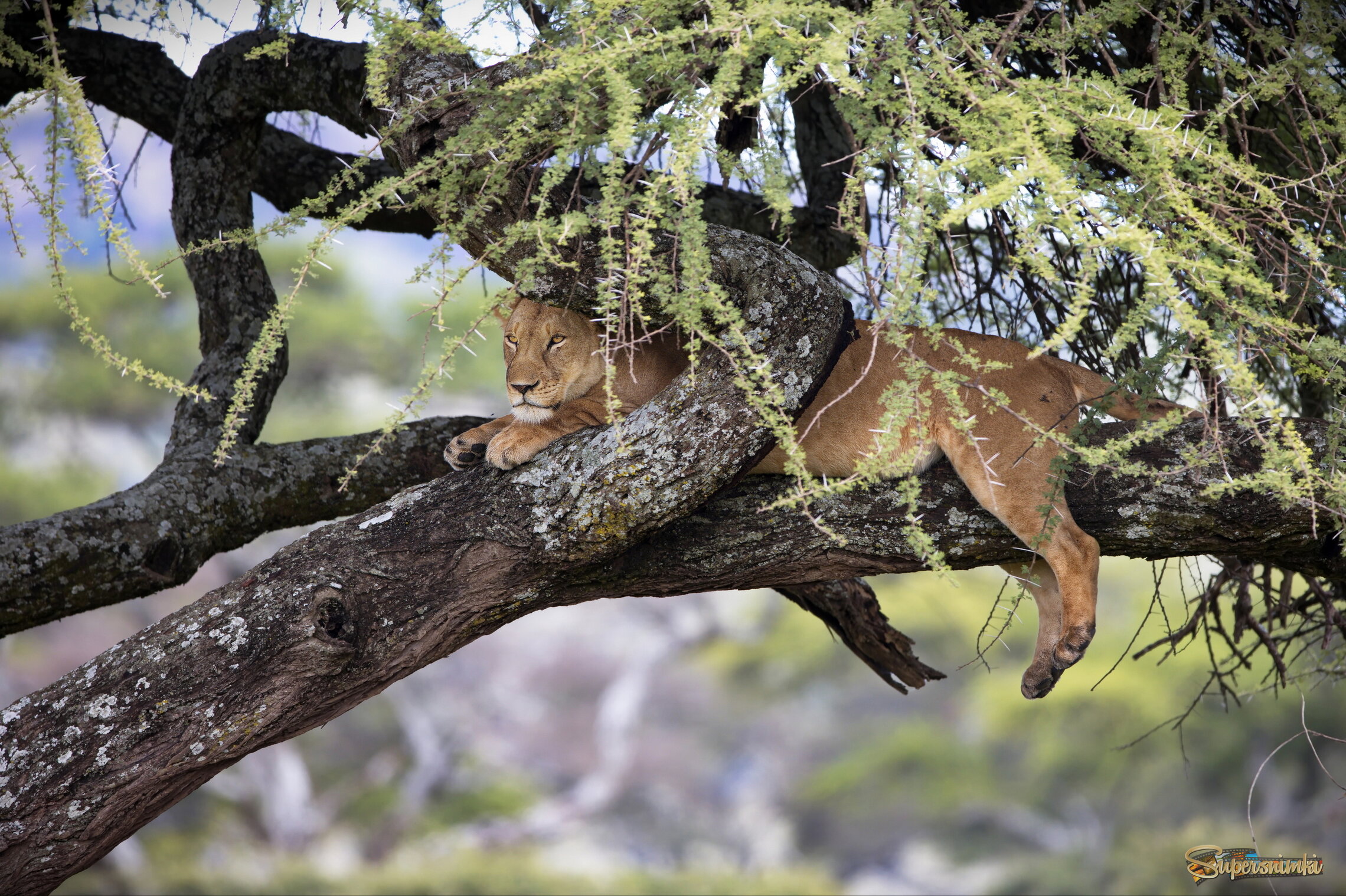 Наблюдательный пункт