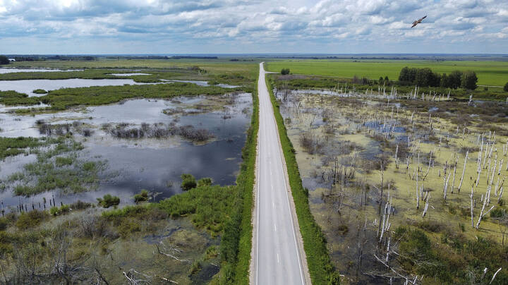 Паря над болотом