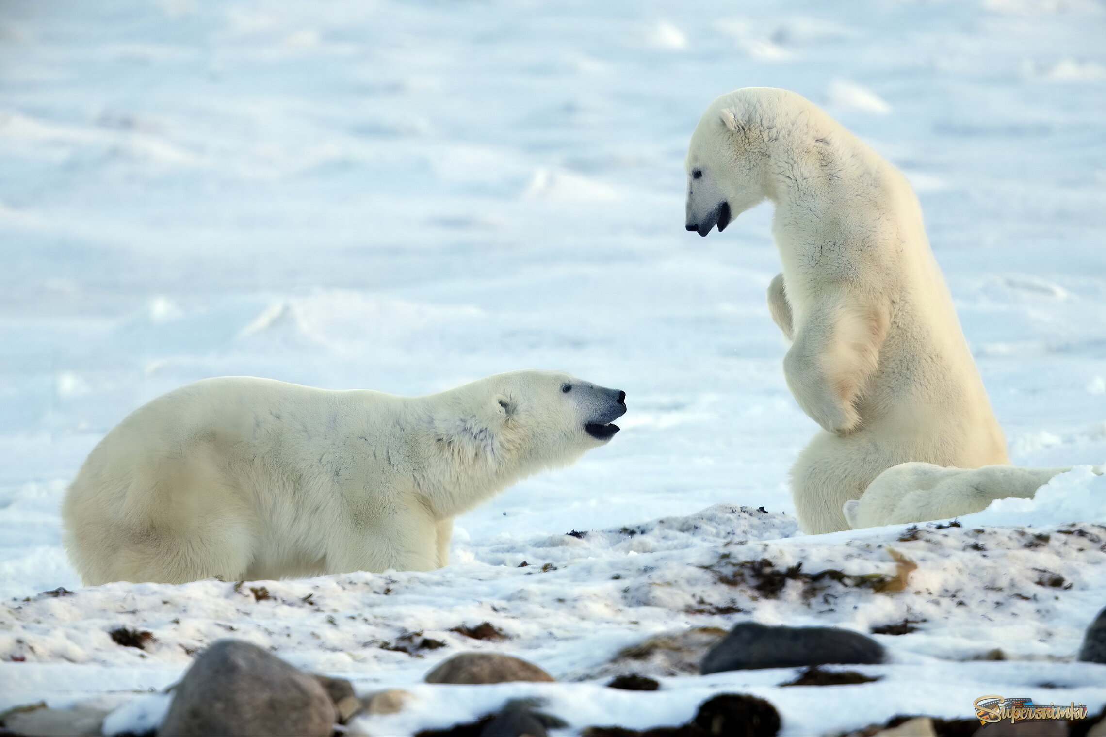 Ты где шлялся всю ночь!??