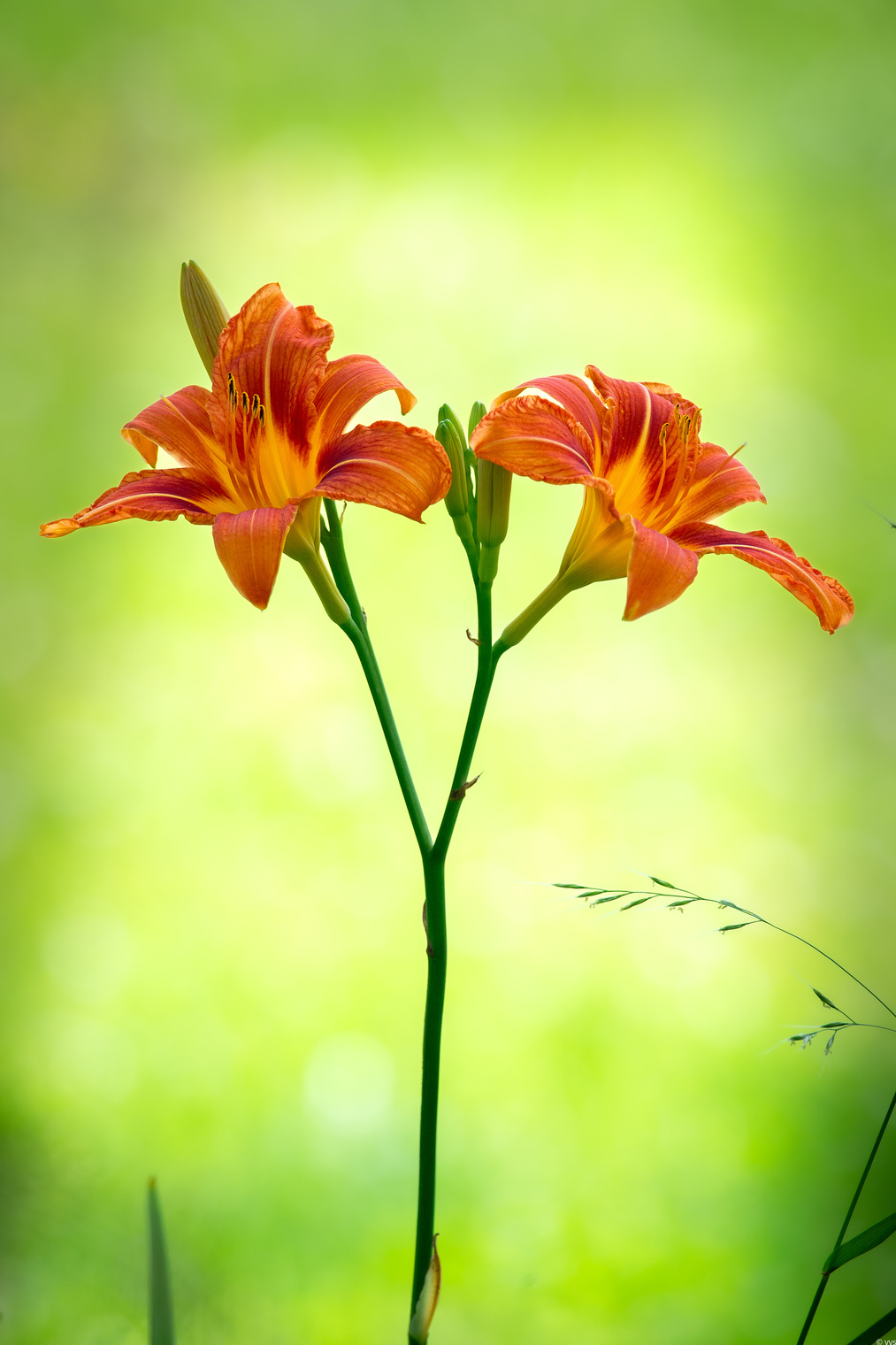 Лилейник прёт. 