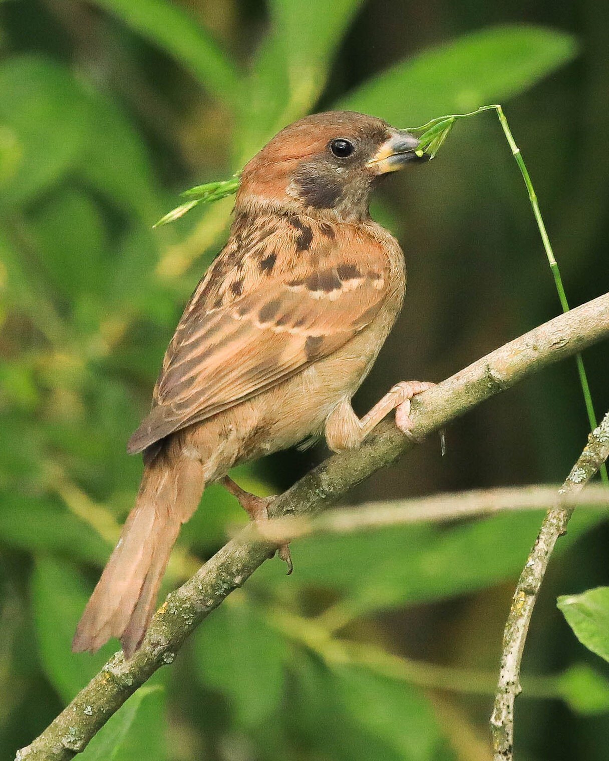 Нашел вкусные семена