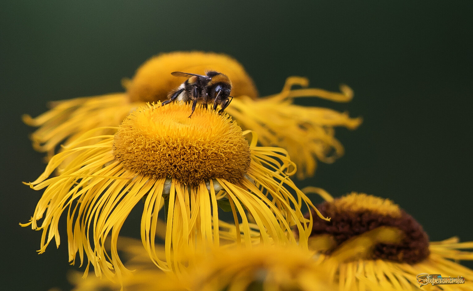 Цветет девясил.