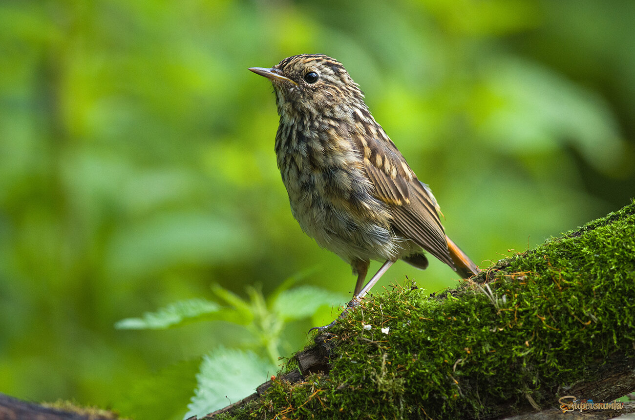 Юный варакушка