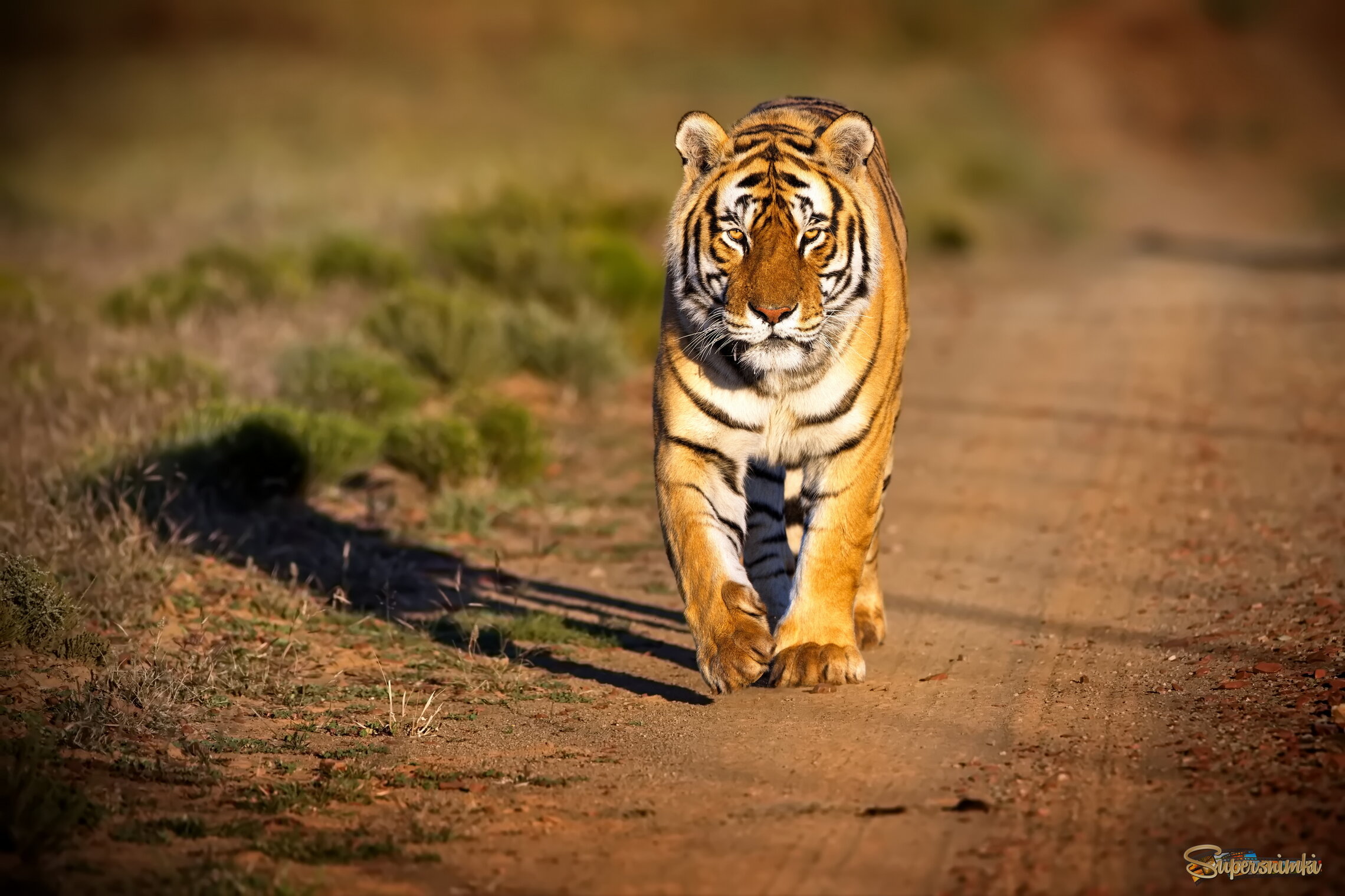 Подорожник