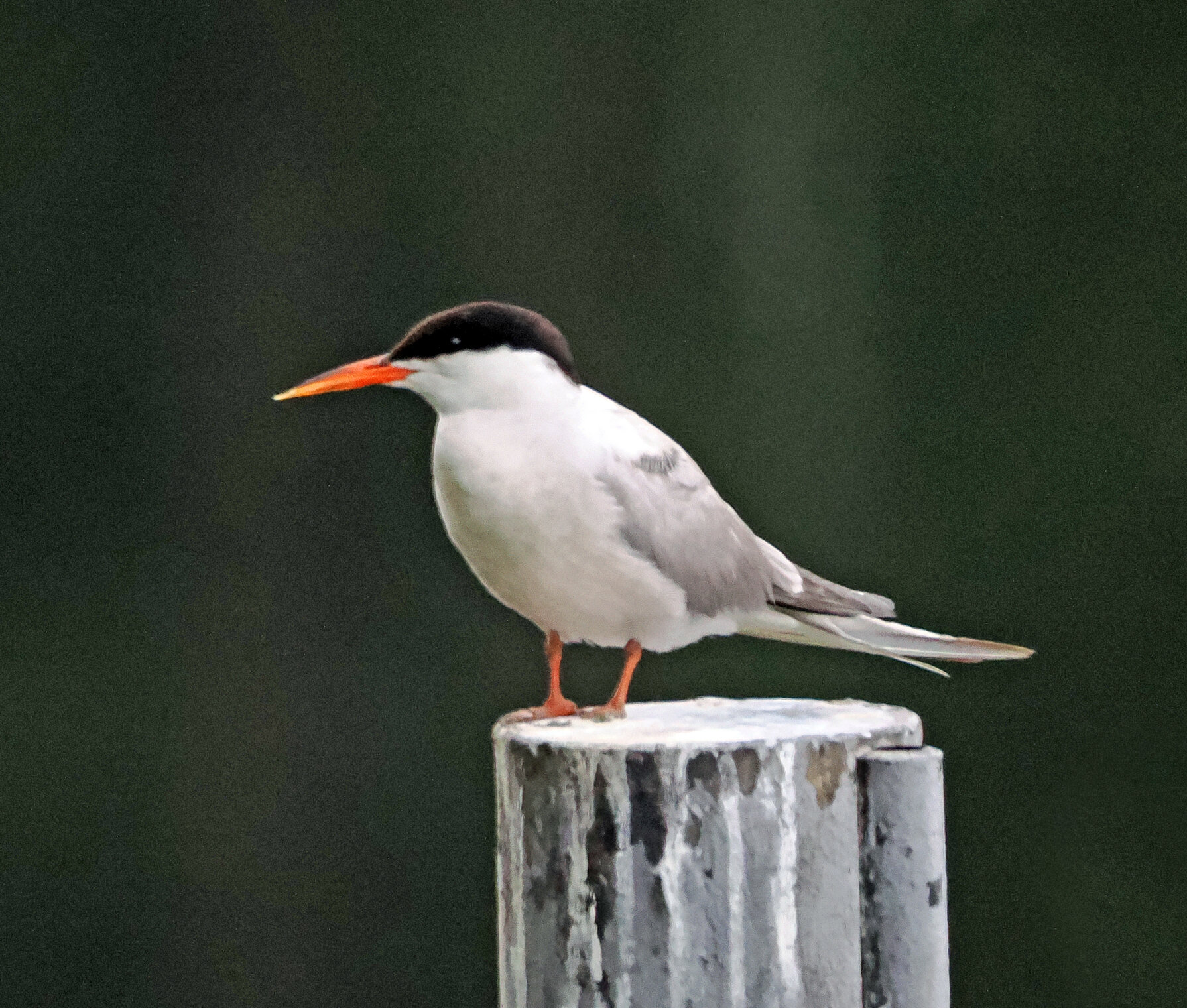 Речная крачка.