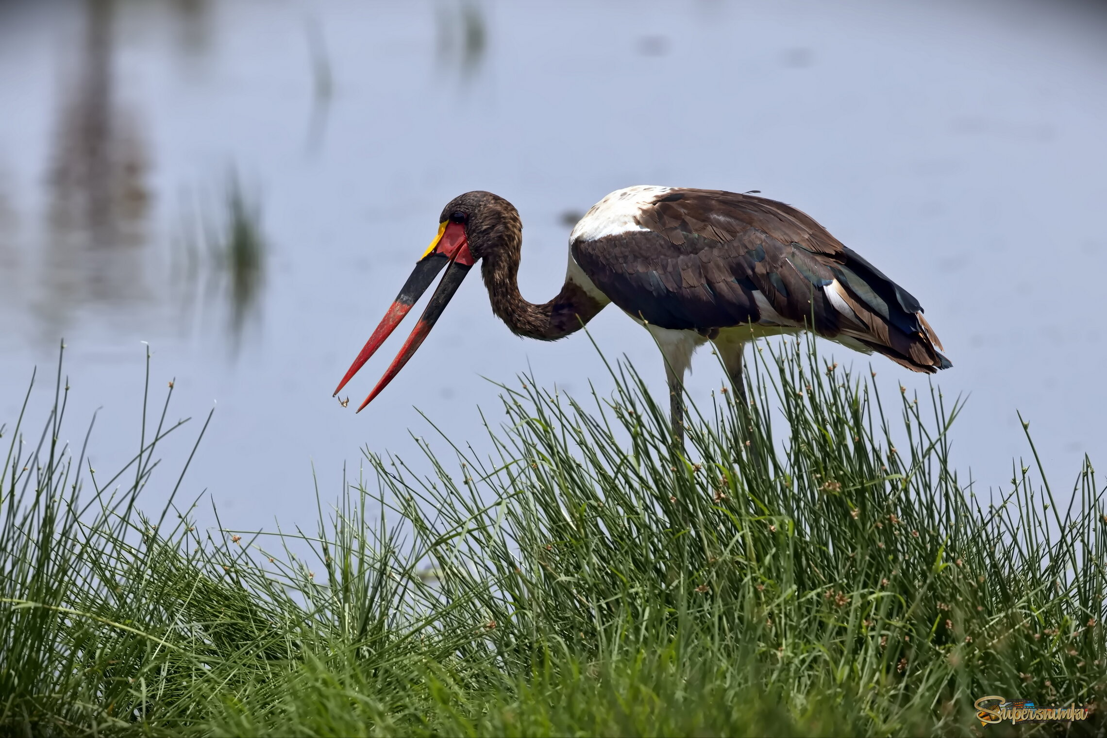 Вкусная букашка