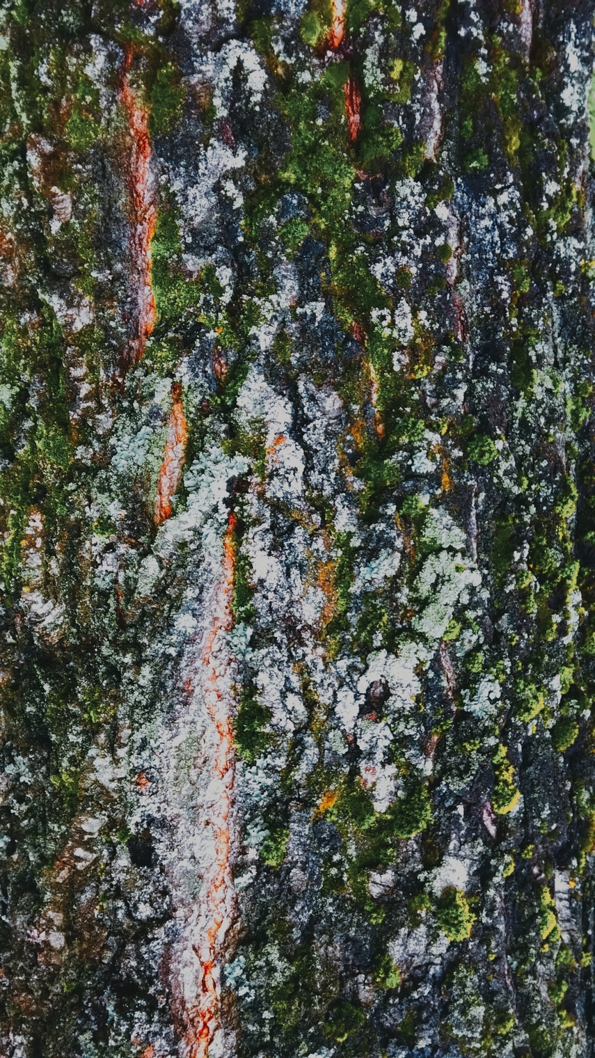 берёзовая роща