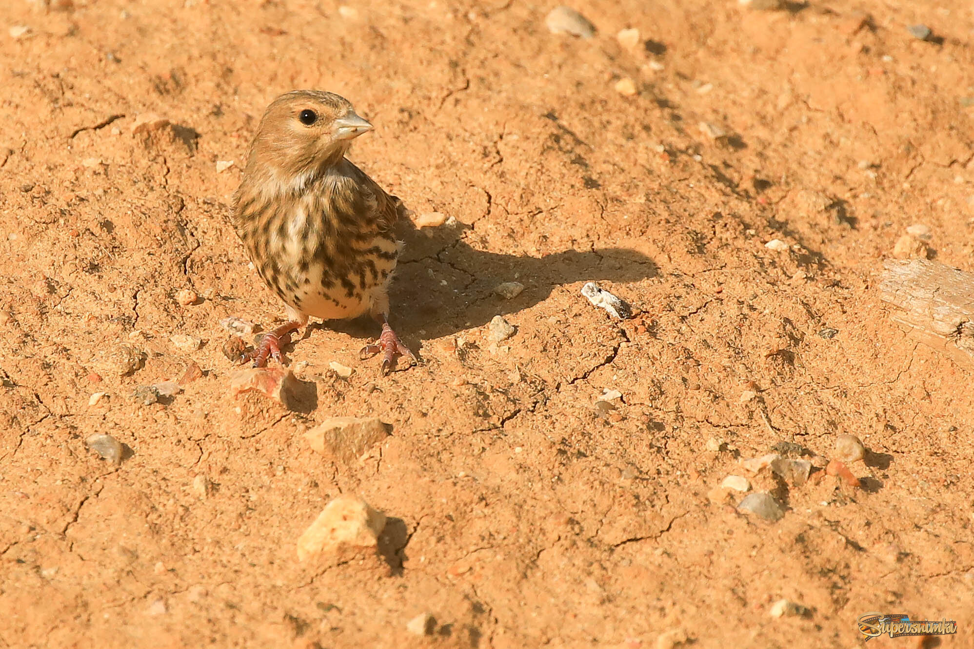 Замаскировался