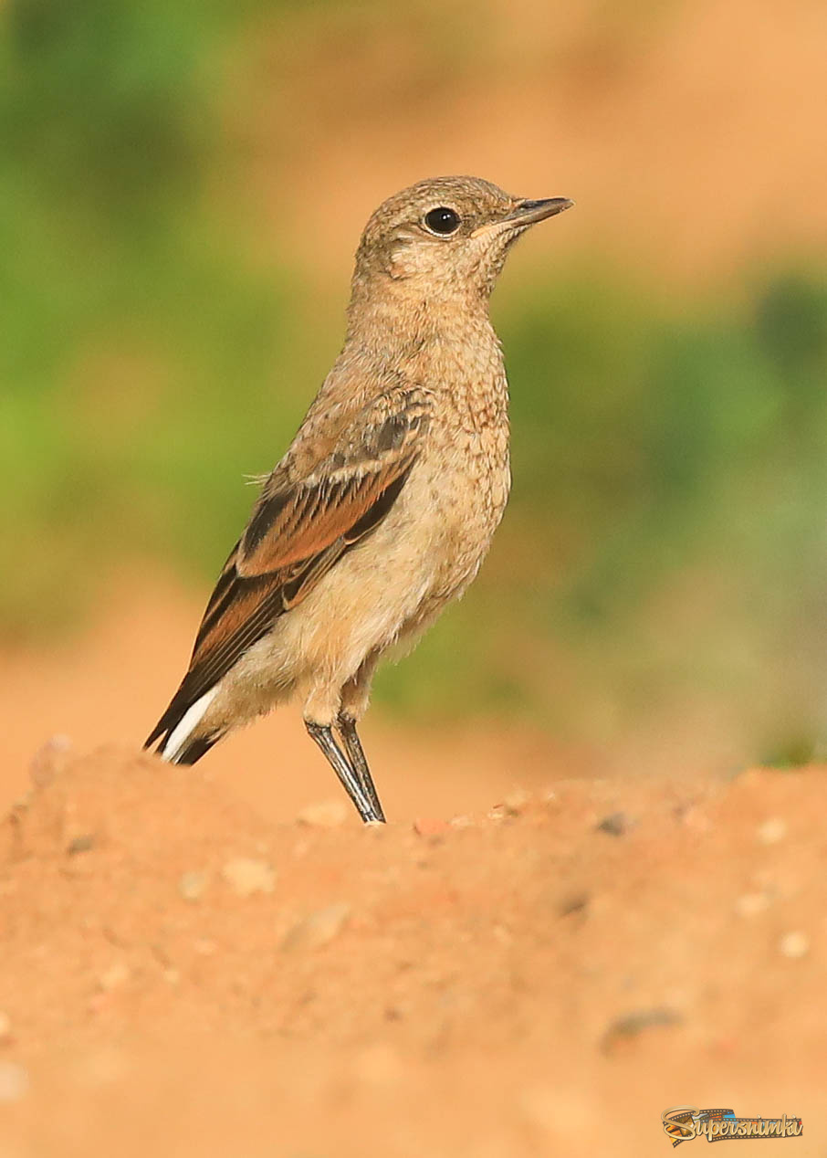 Я здесь хозяин