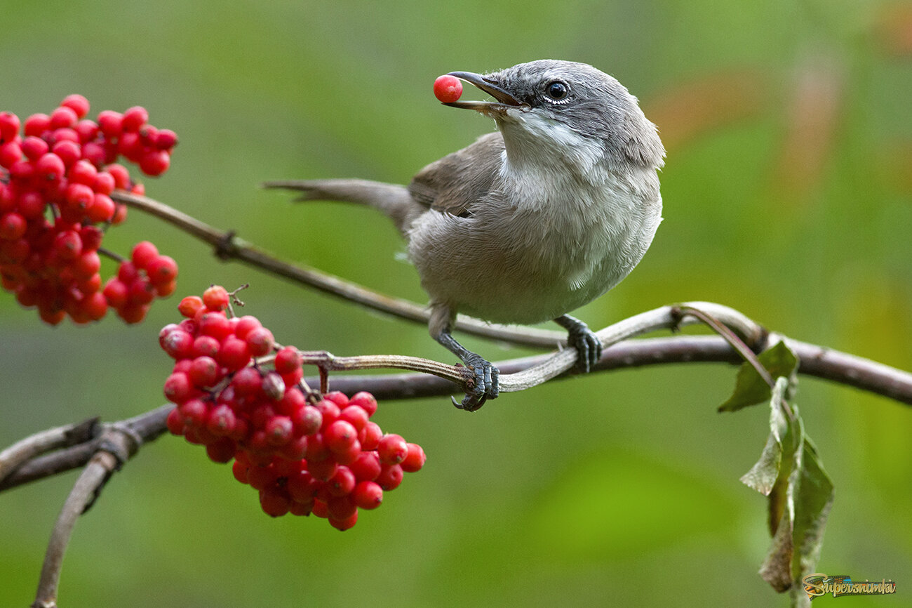 Славка мельничек