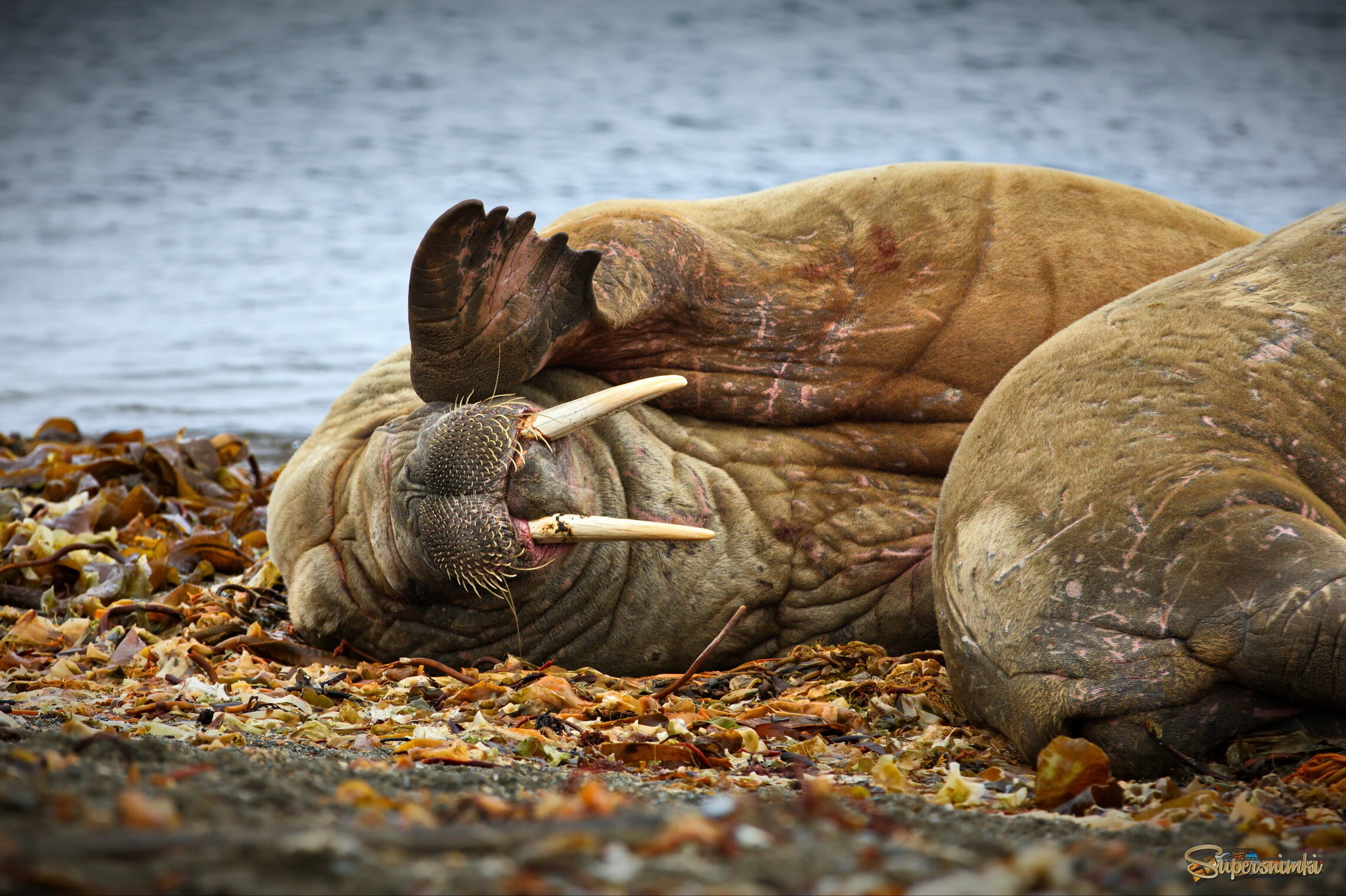 Не расслышал... Повтори !