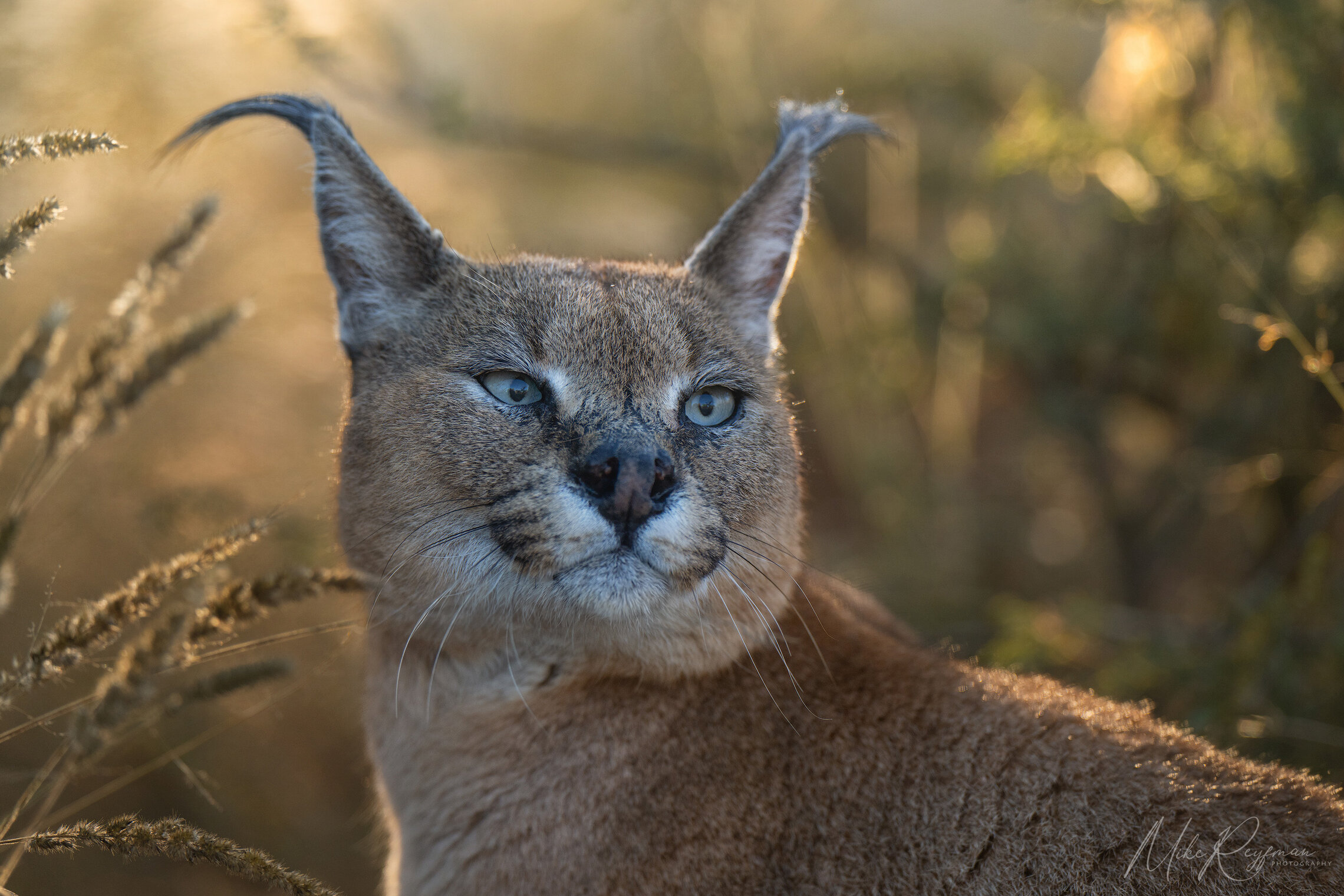 Caracal - African Lynx
