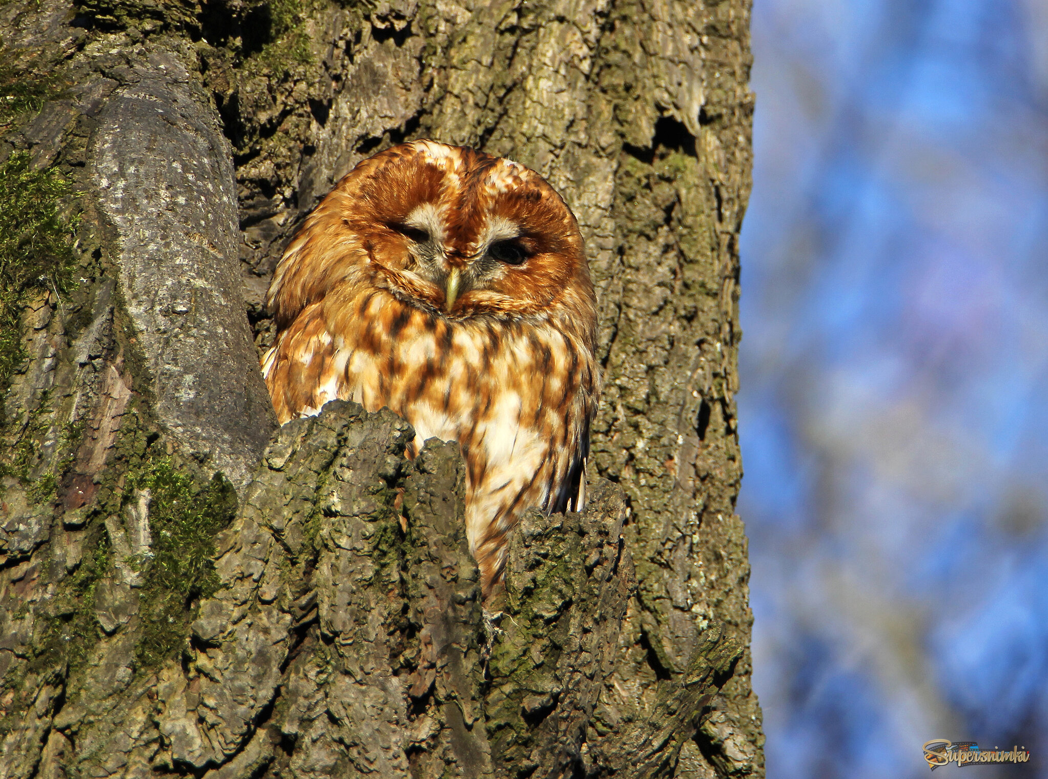 Рыжая и серая неясыть.