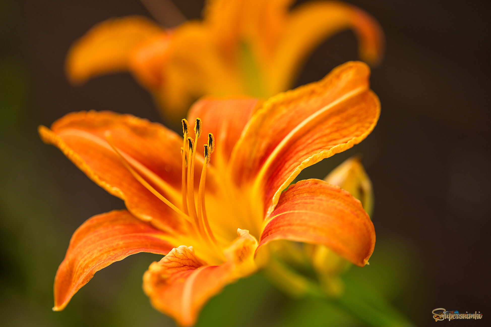 687b5290894c74481fdc516c