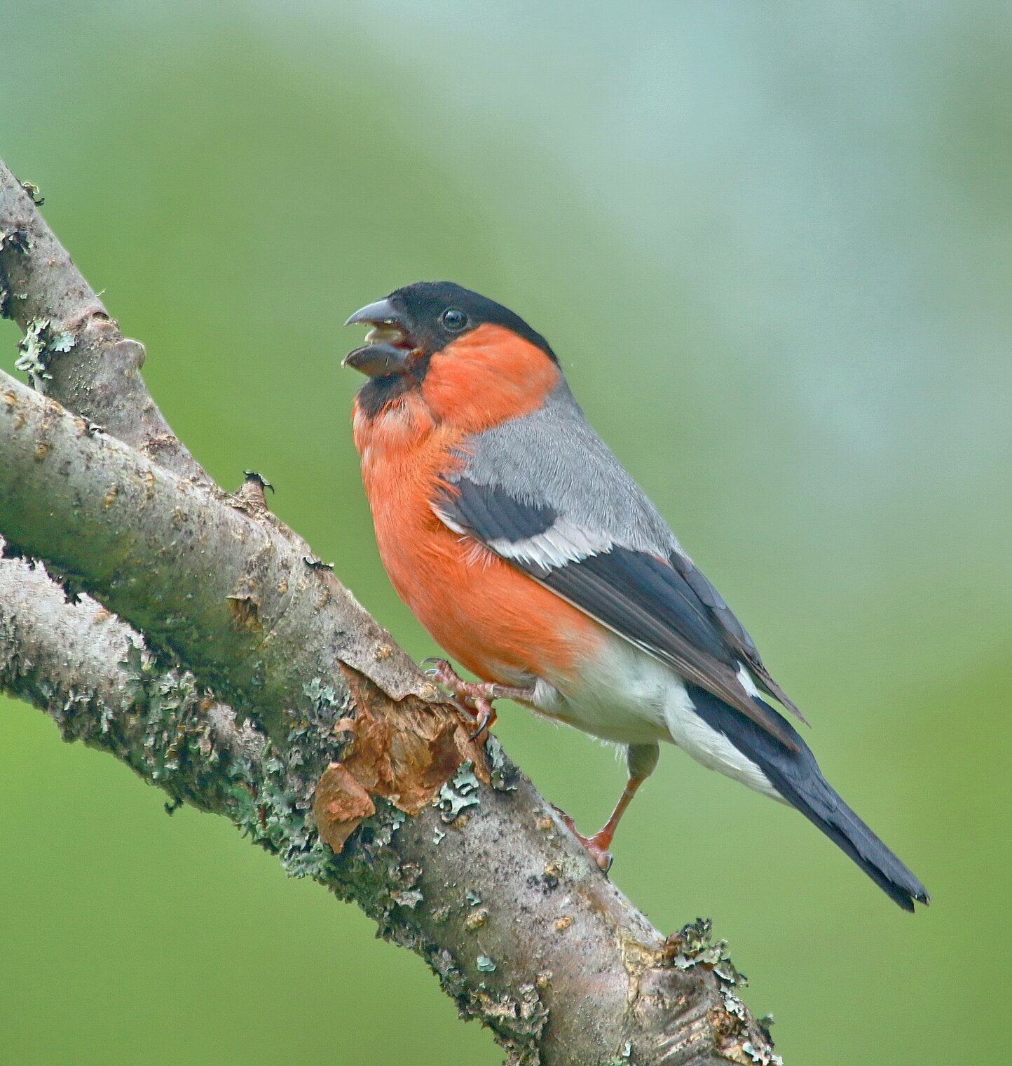 лесные встречи