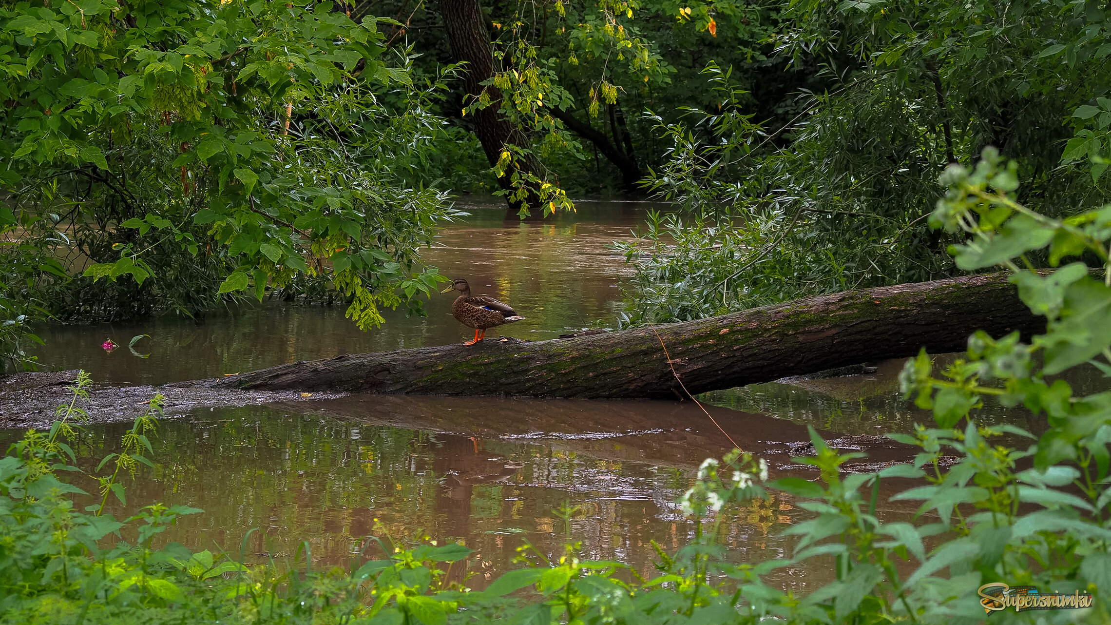 После Ливня