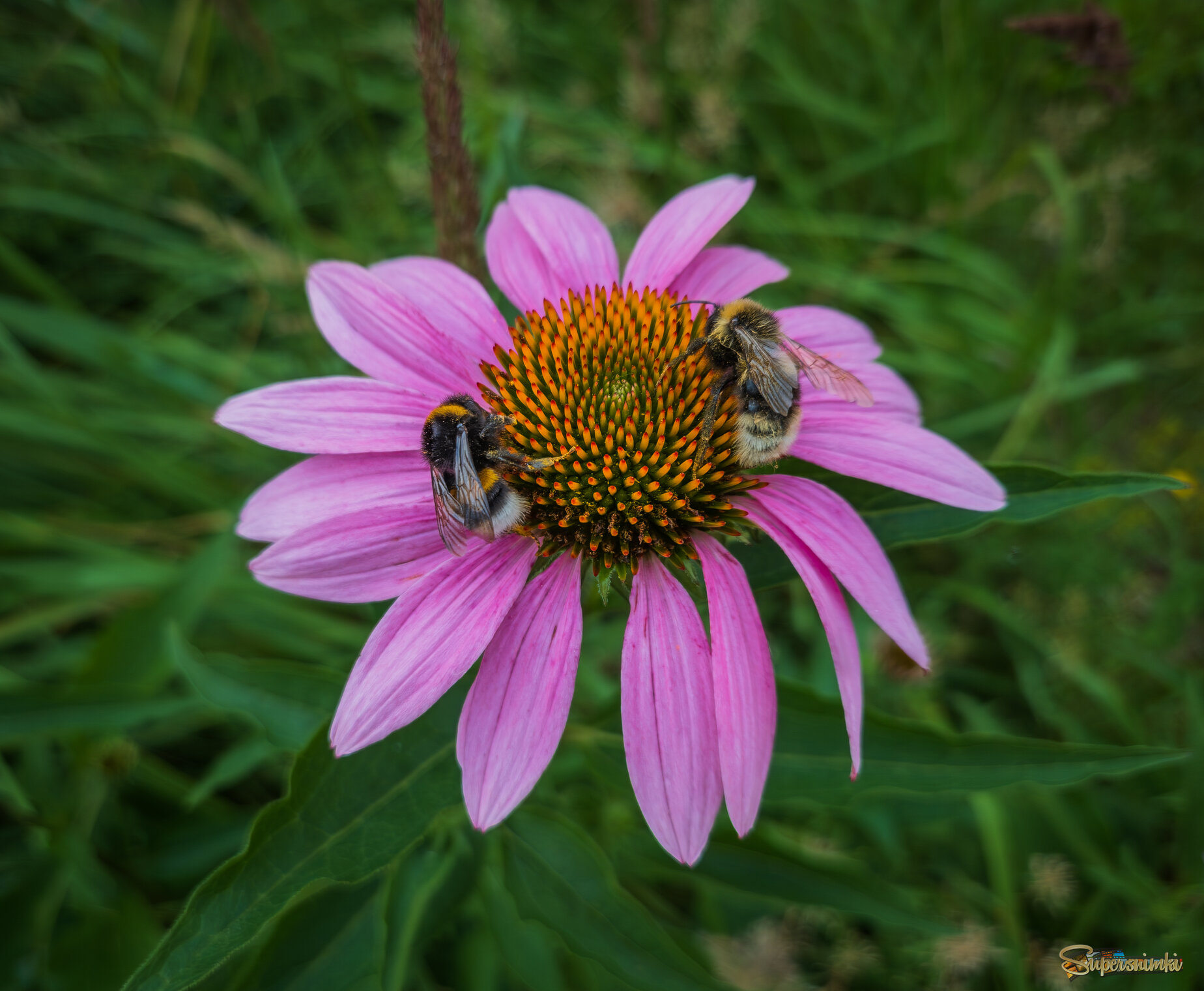 Эхинацея пурпурная.