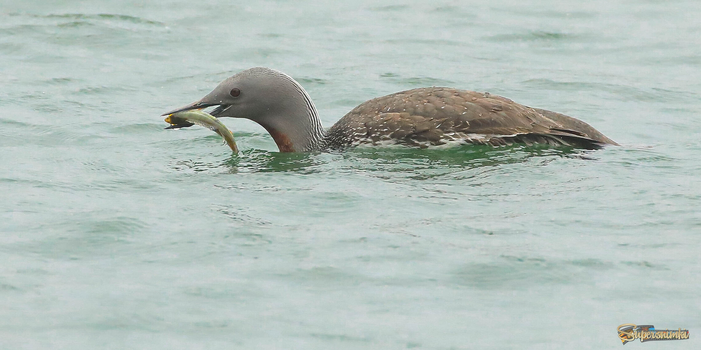Наконец-то поймала! (и упустила)