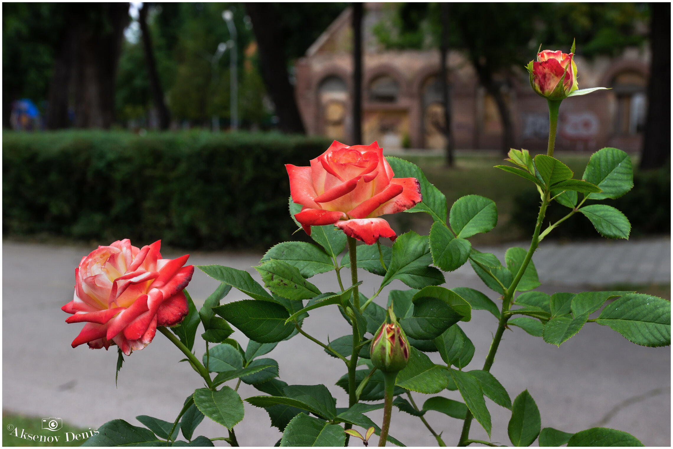 Летний аромат роз