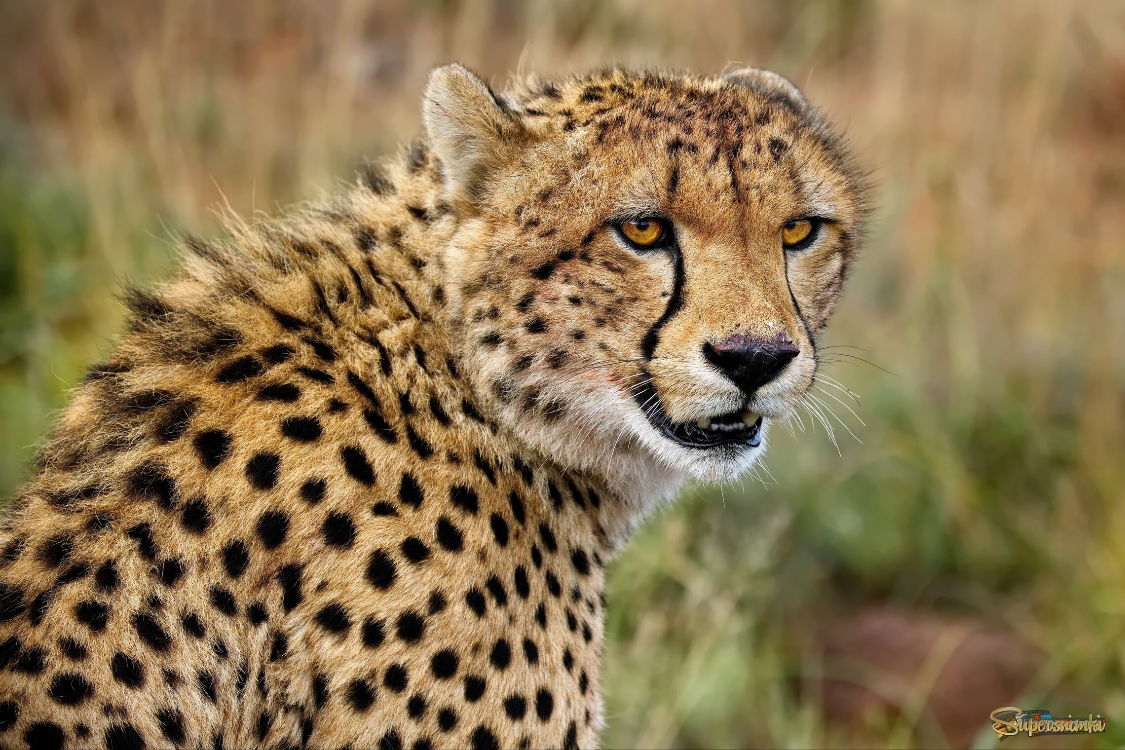 Наблюдатель