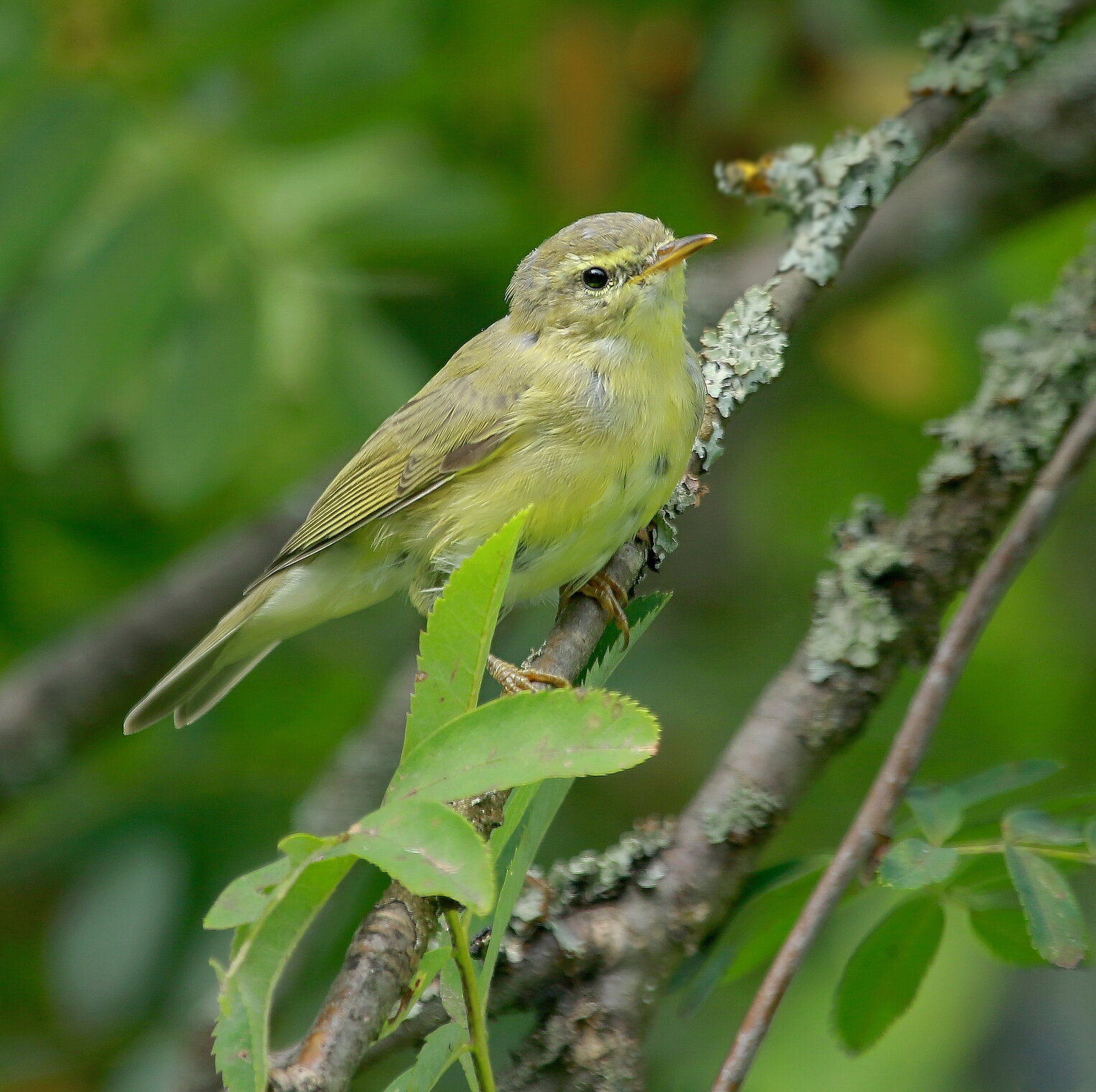 пеночка-трещотка