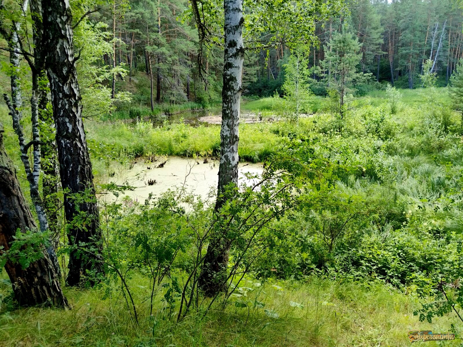 Болотце в лесу.