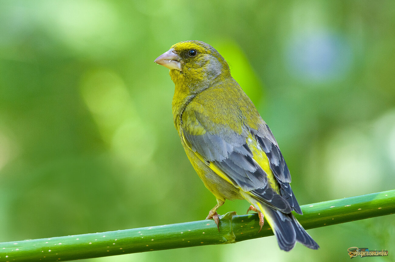В середине лета...