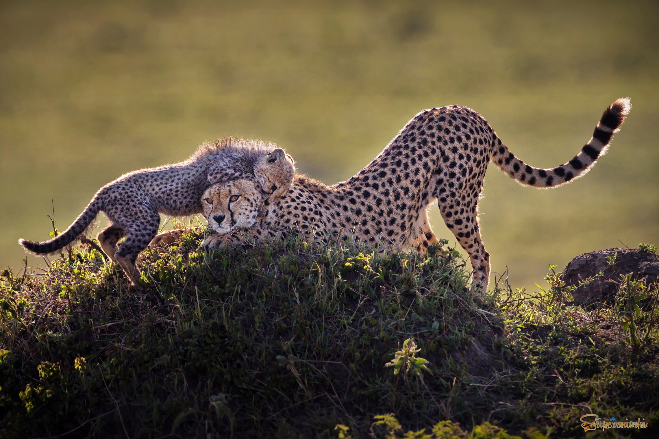 Родственные чувства