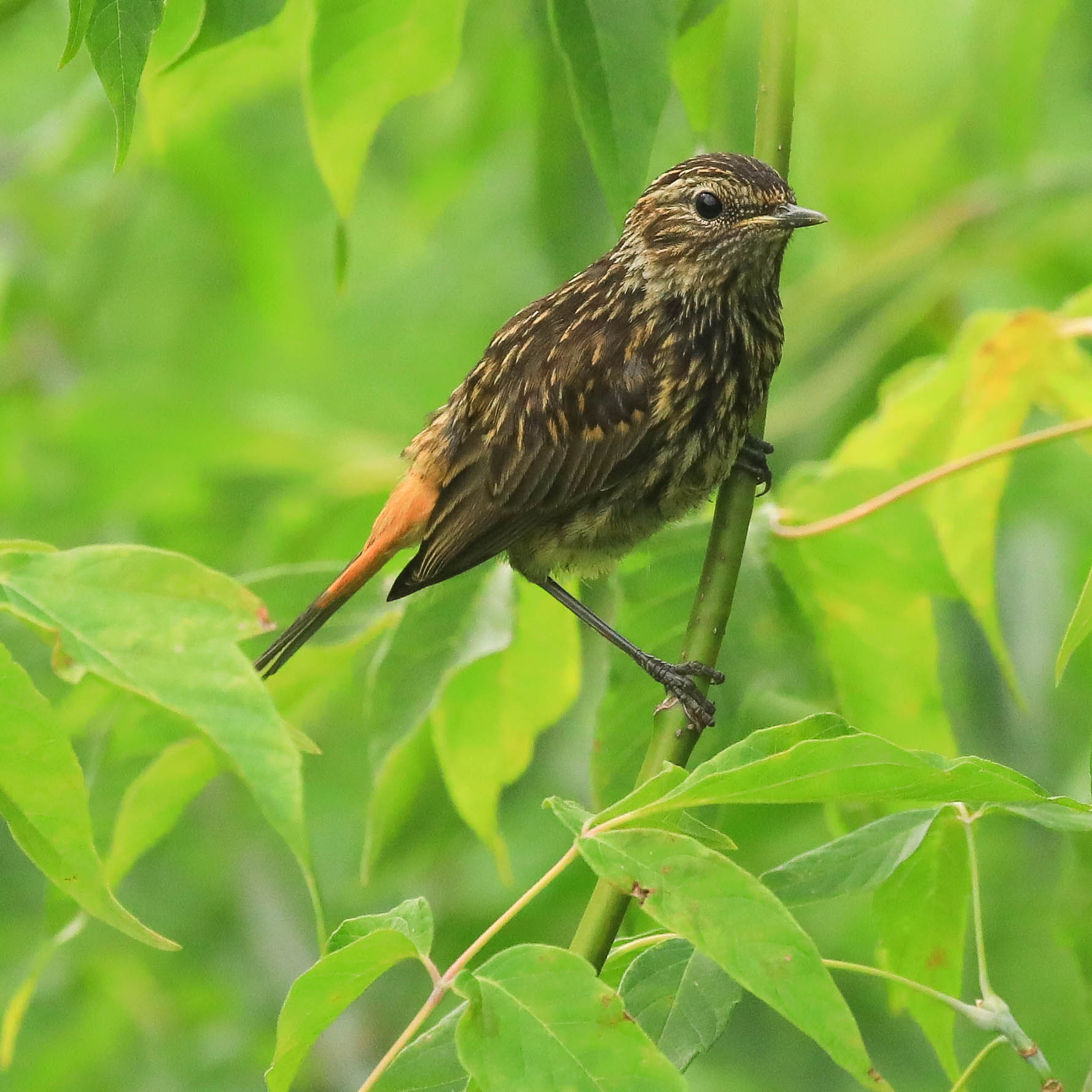 Трудно быть молодым