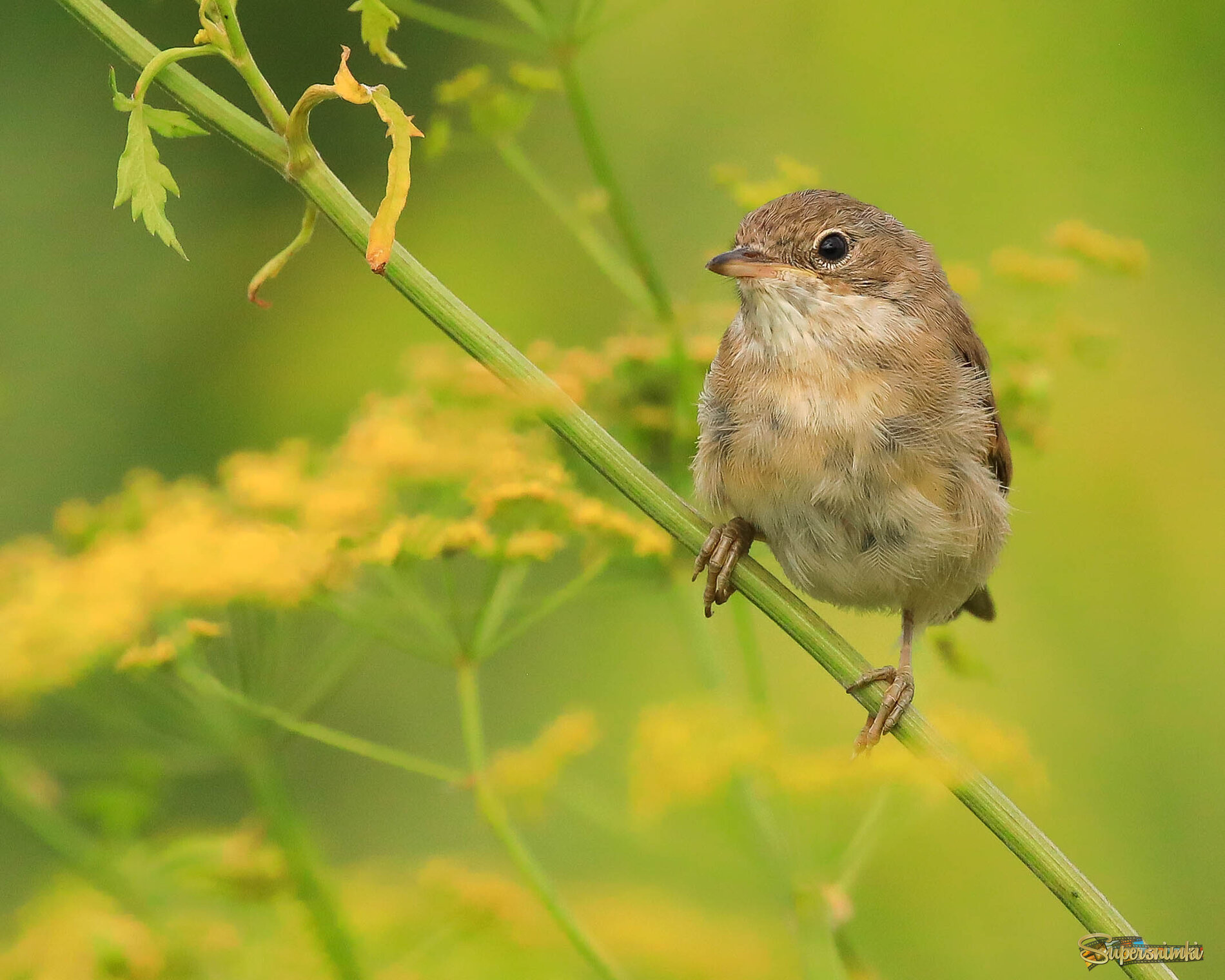 На солнечной стороне