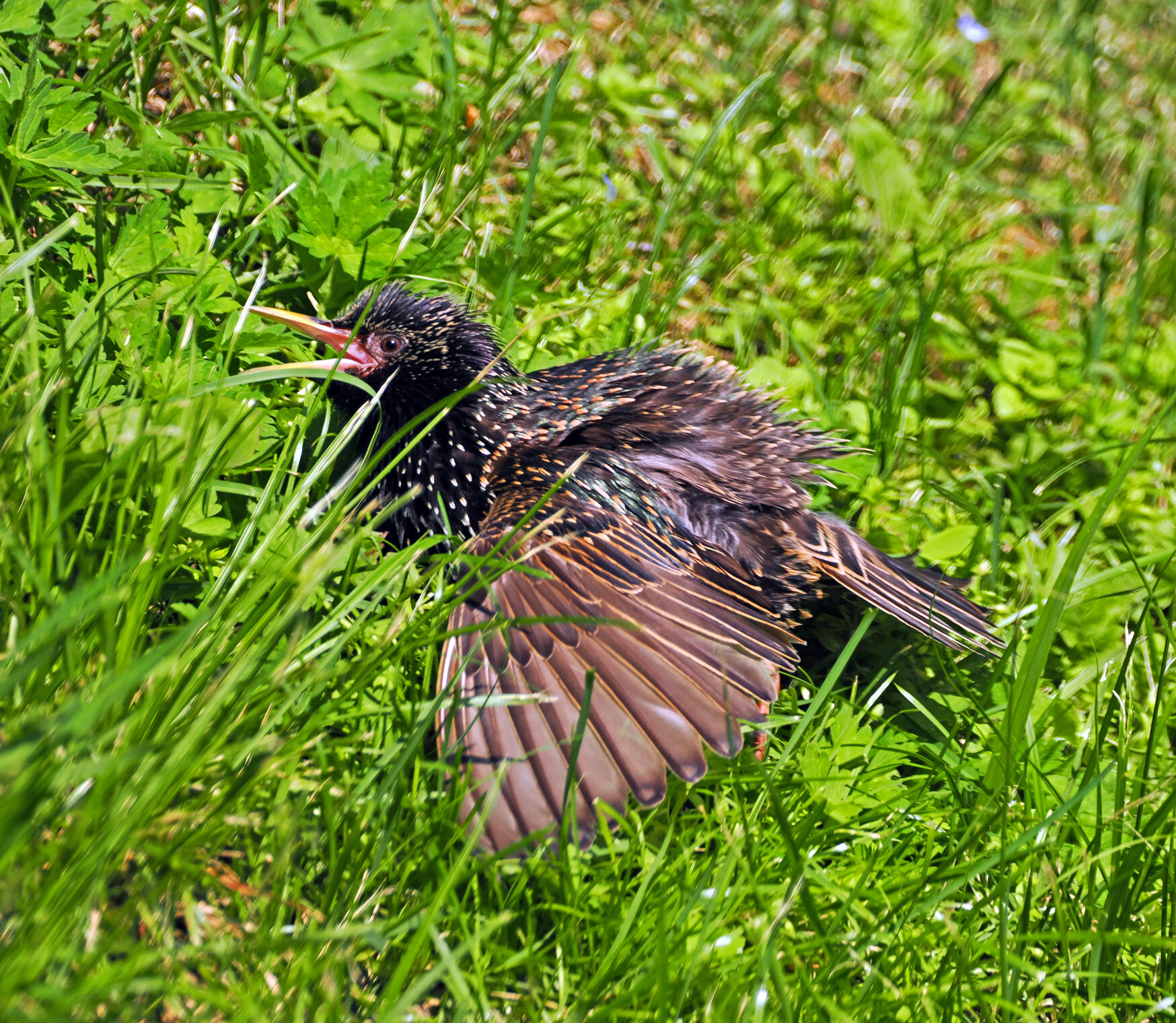 Обыкновенный скворец.